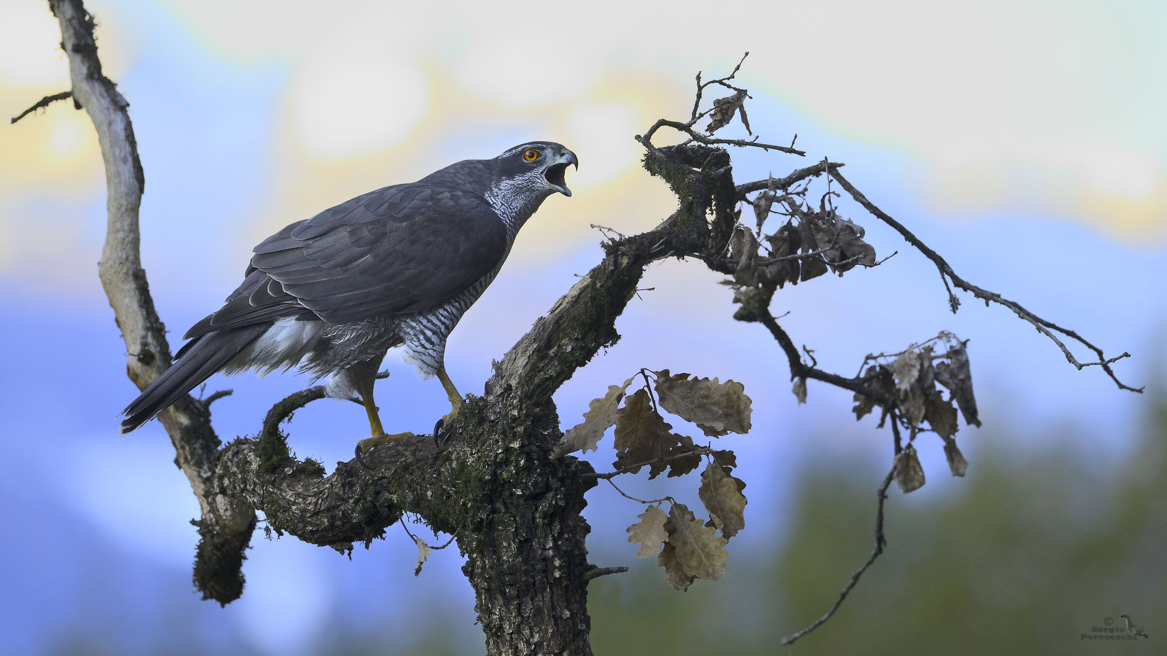 l' urlo dell' astore