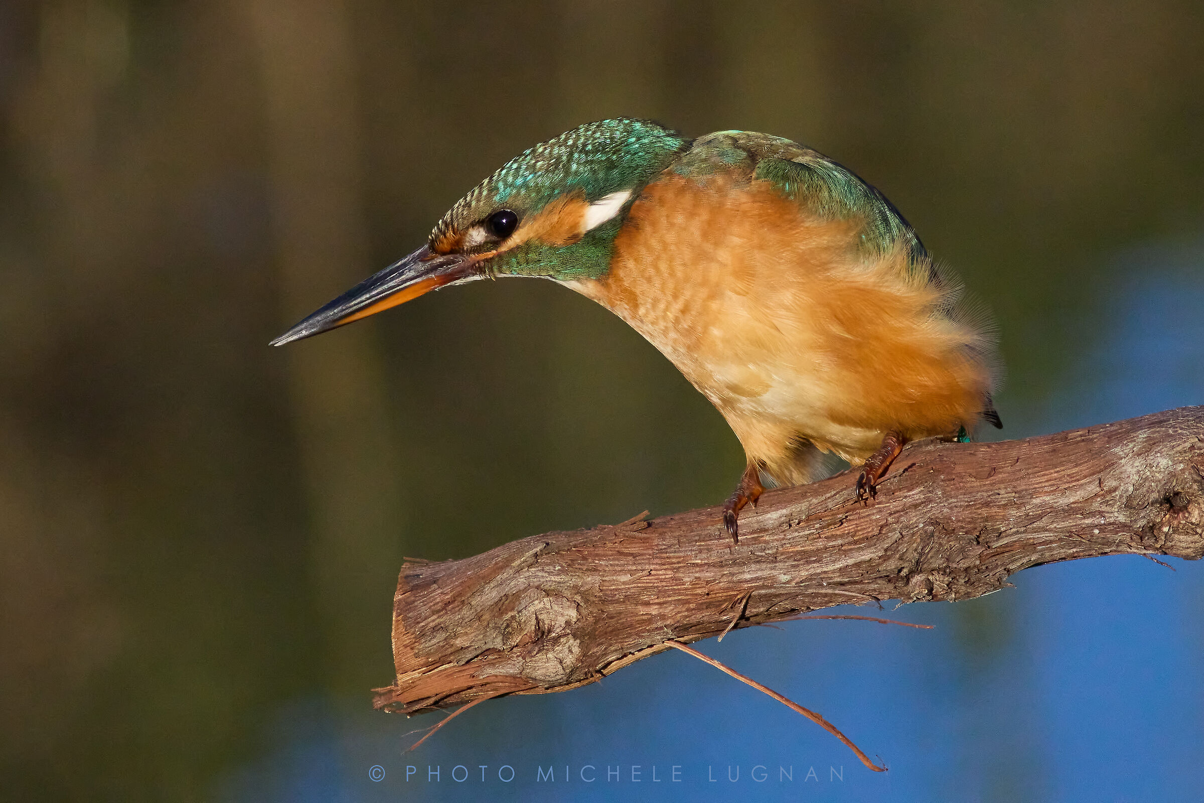 Alcedo atthis (vulg.it. Common kingfisher)