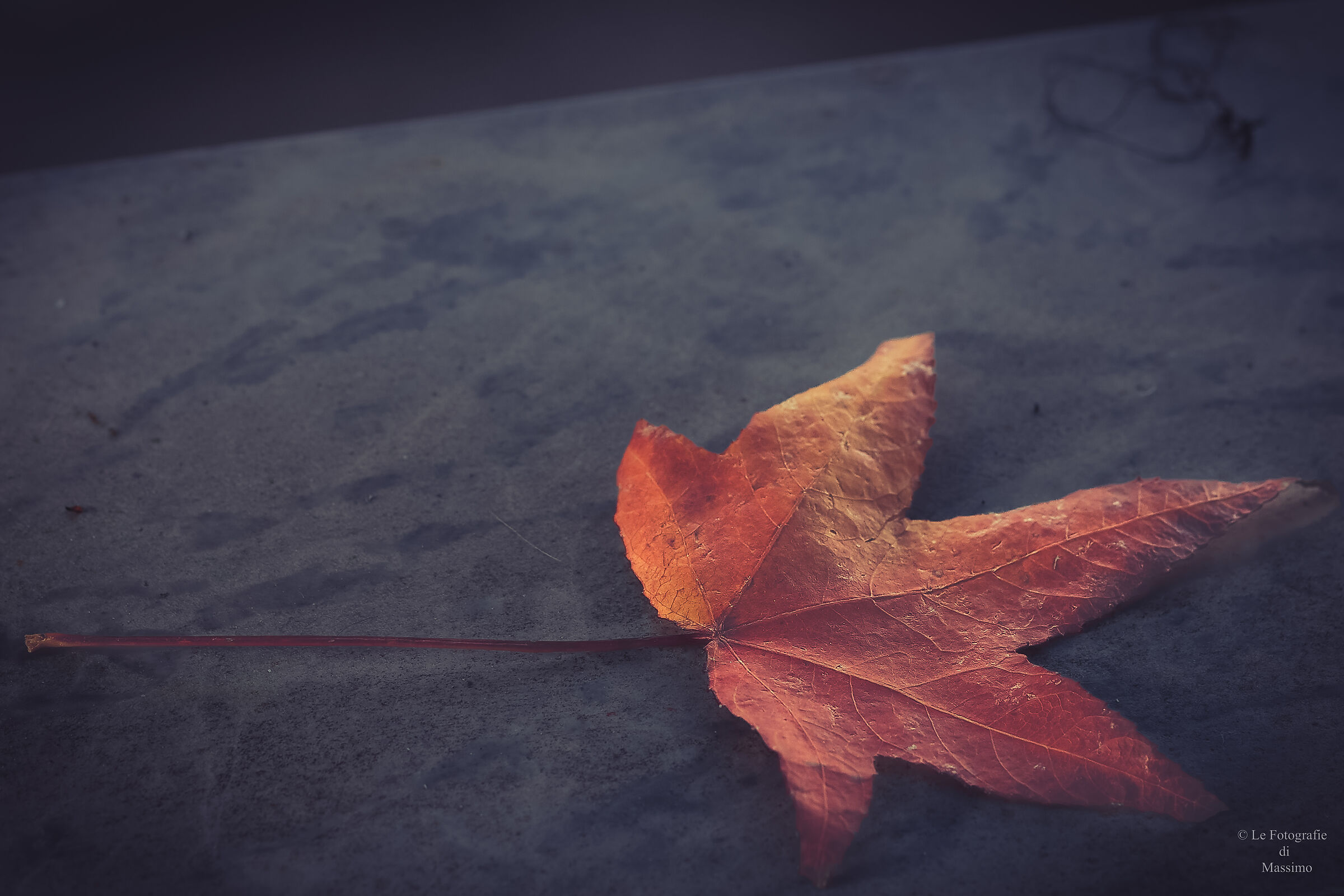 A leaf came to see me