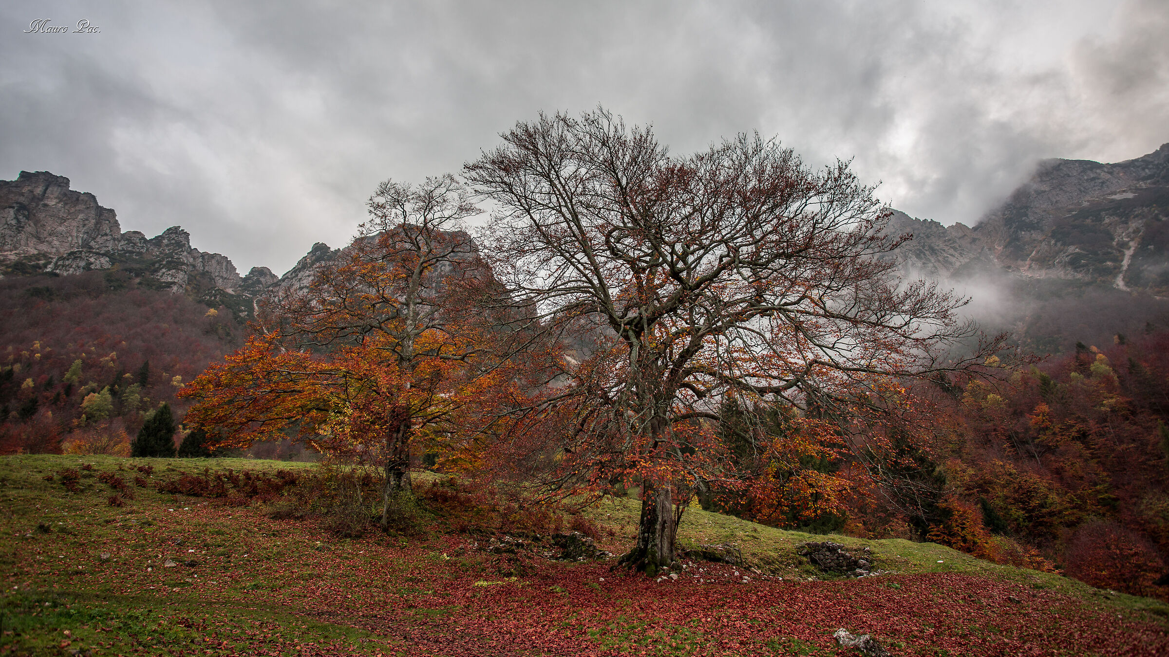 Sentiero dei grandi alberi