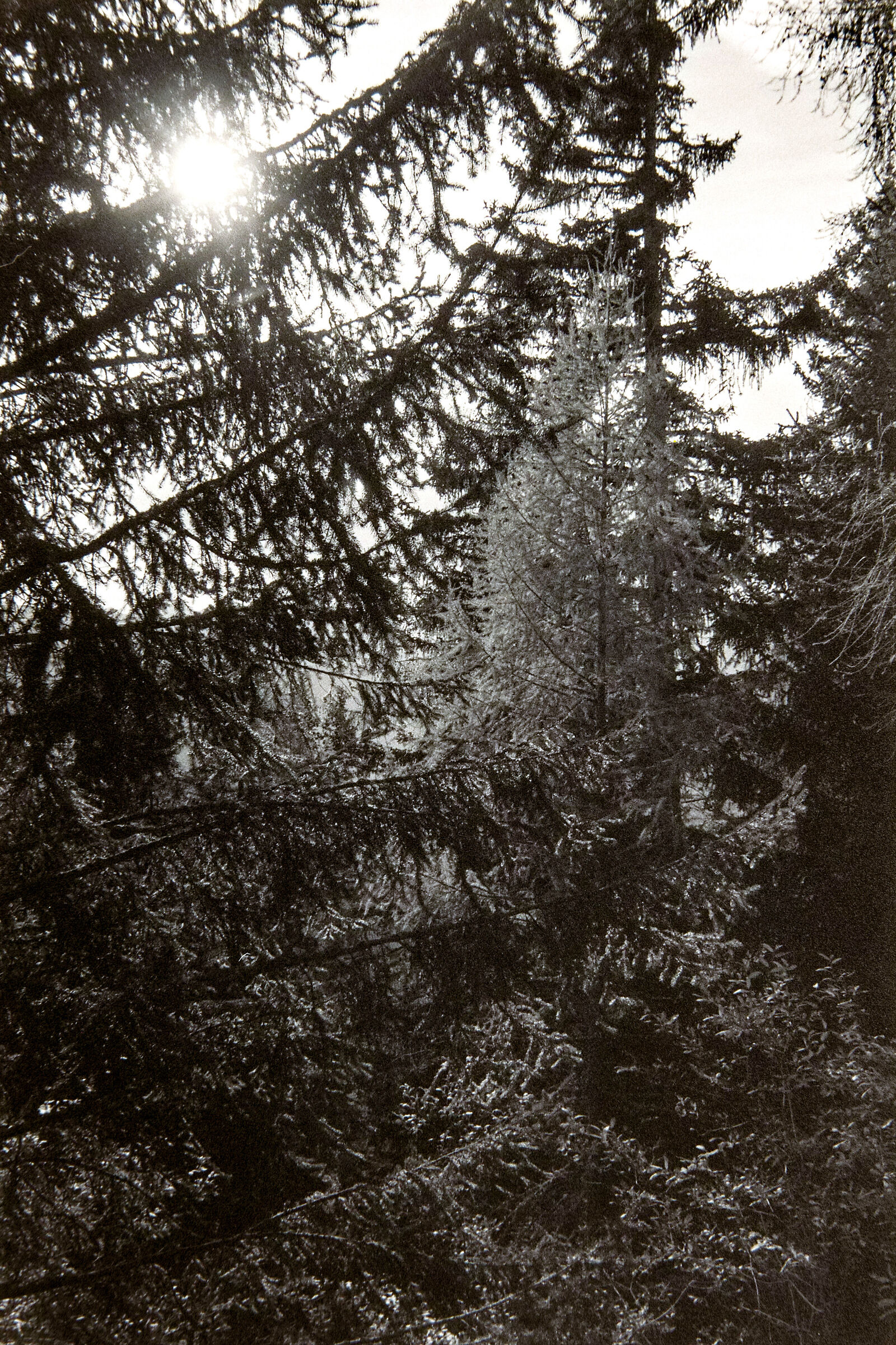 Il bosco si tinge d'autunno, fp4 scaduta 20 anni