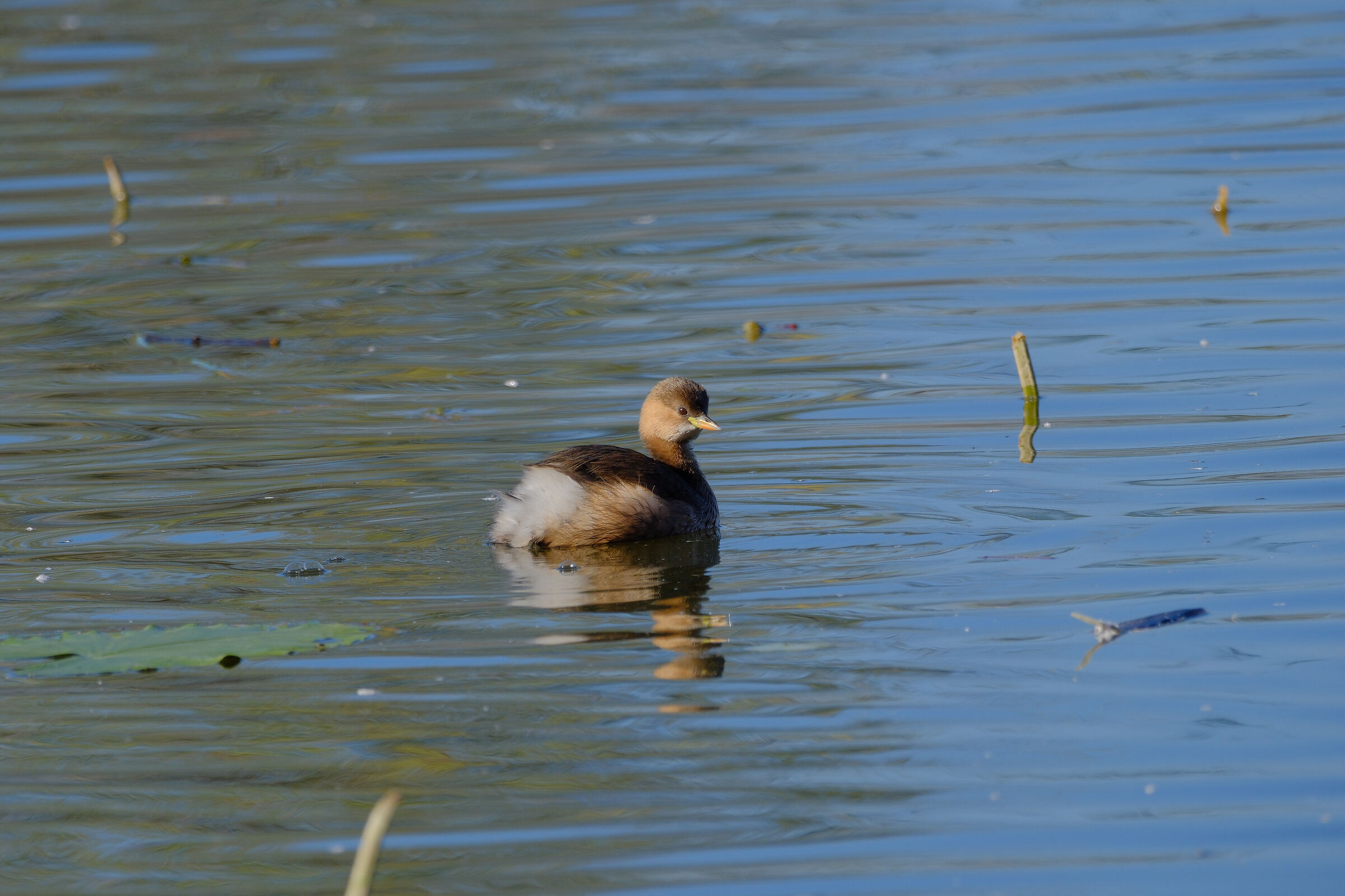 Tuffetto a 40 Mpixel…