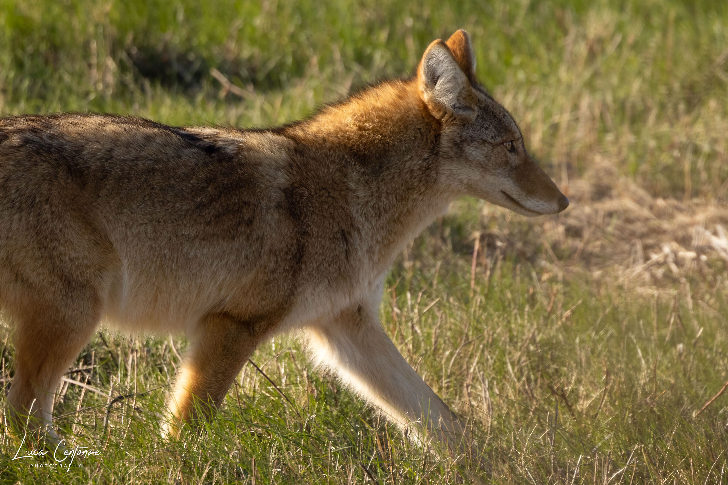 Coyote