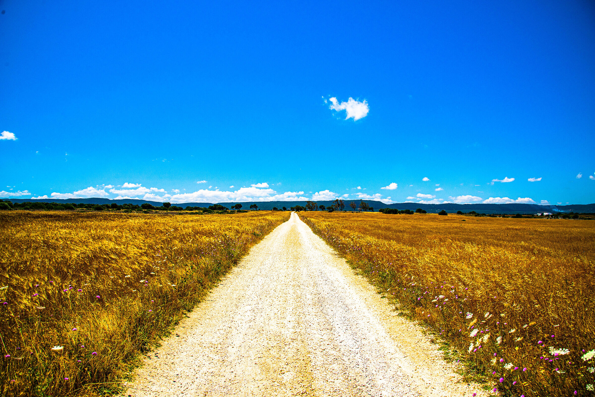 Summer in the fields