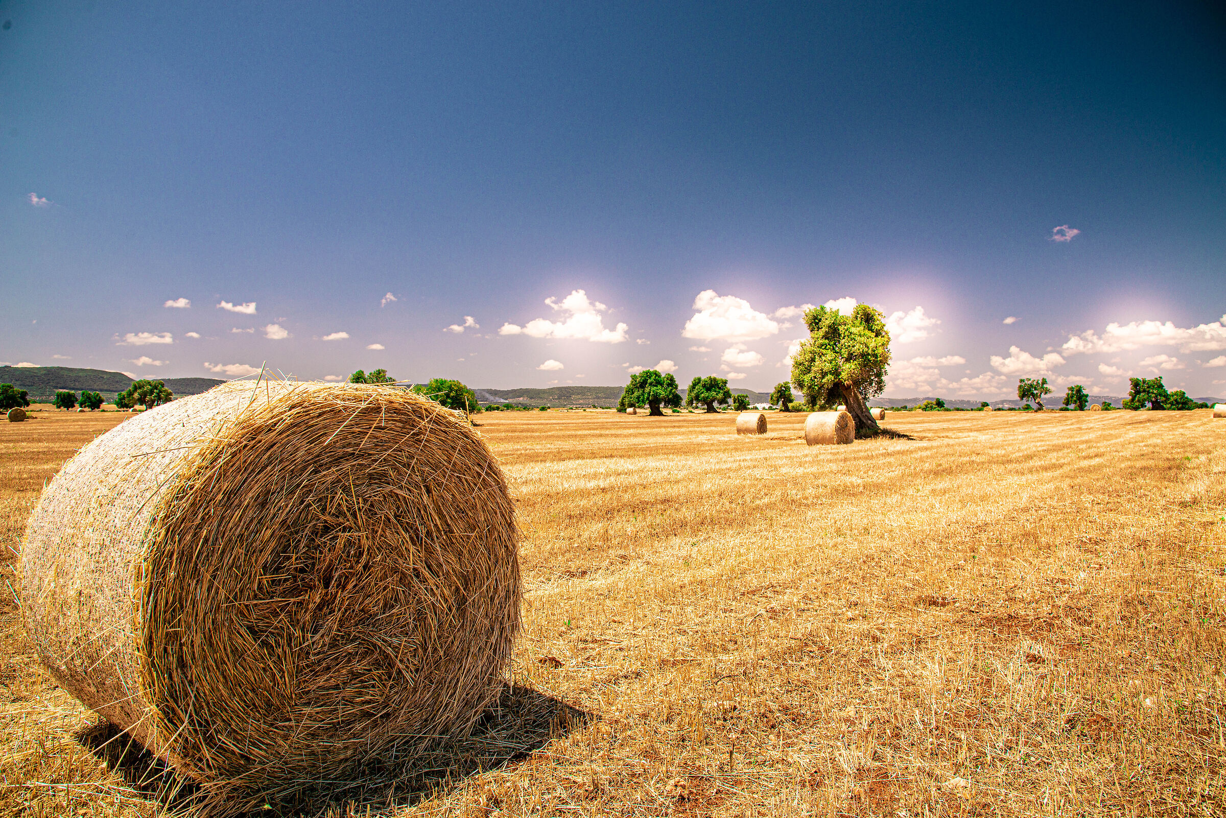 Hay