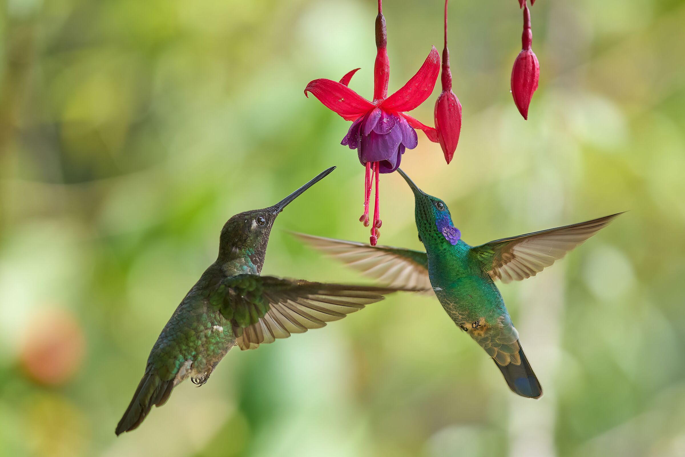 Colibrì - Costa Rica 2022