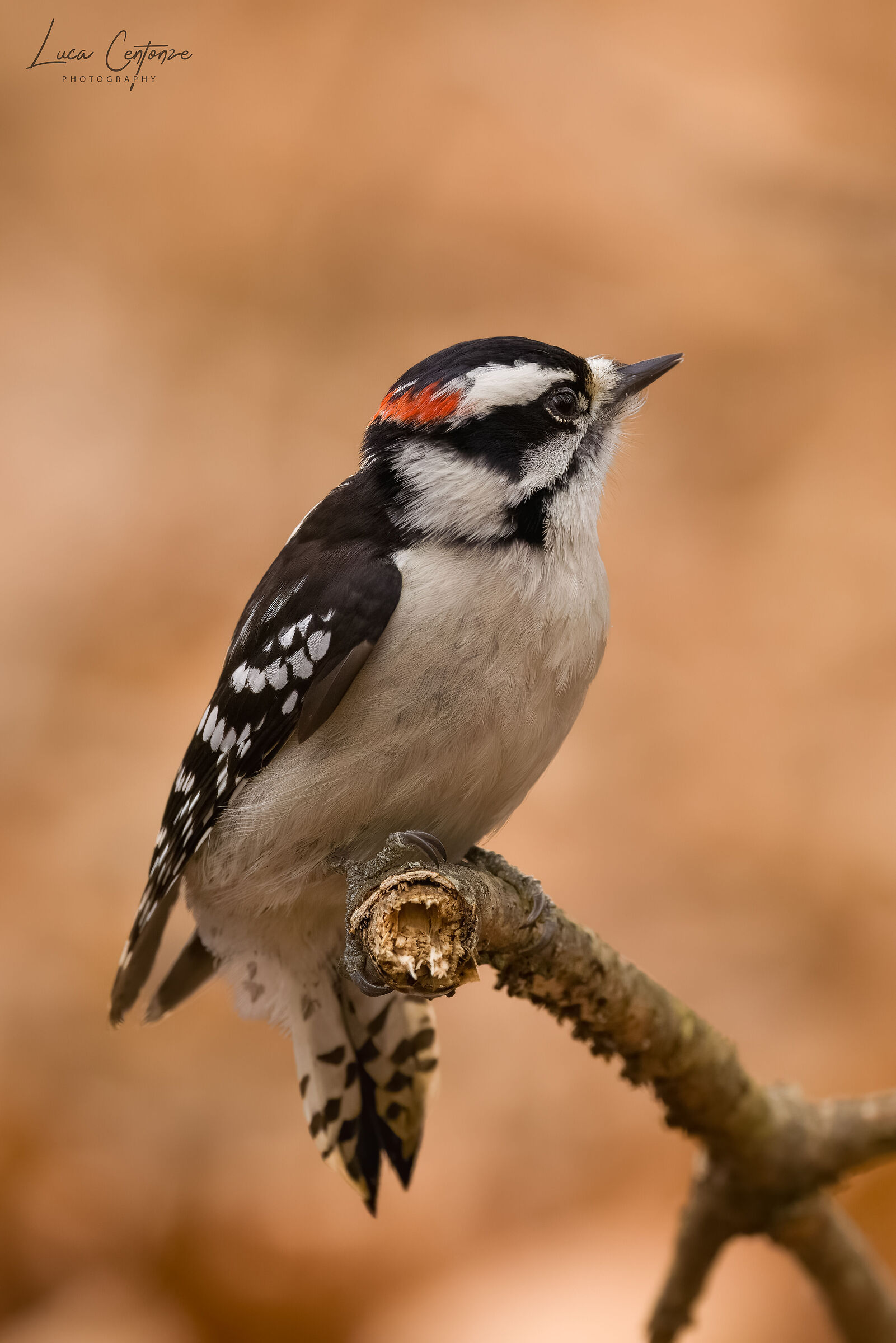 Downy Woodpecker (Dryobates pubescens)