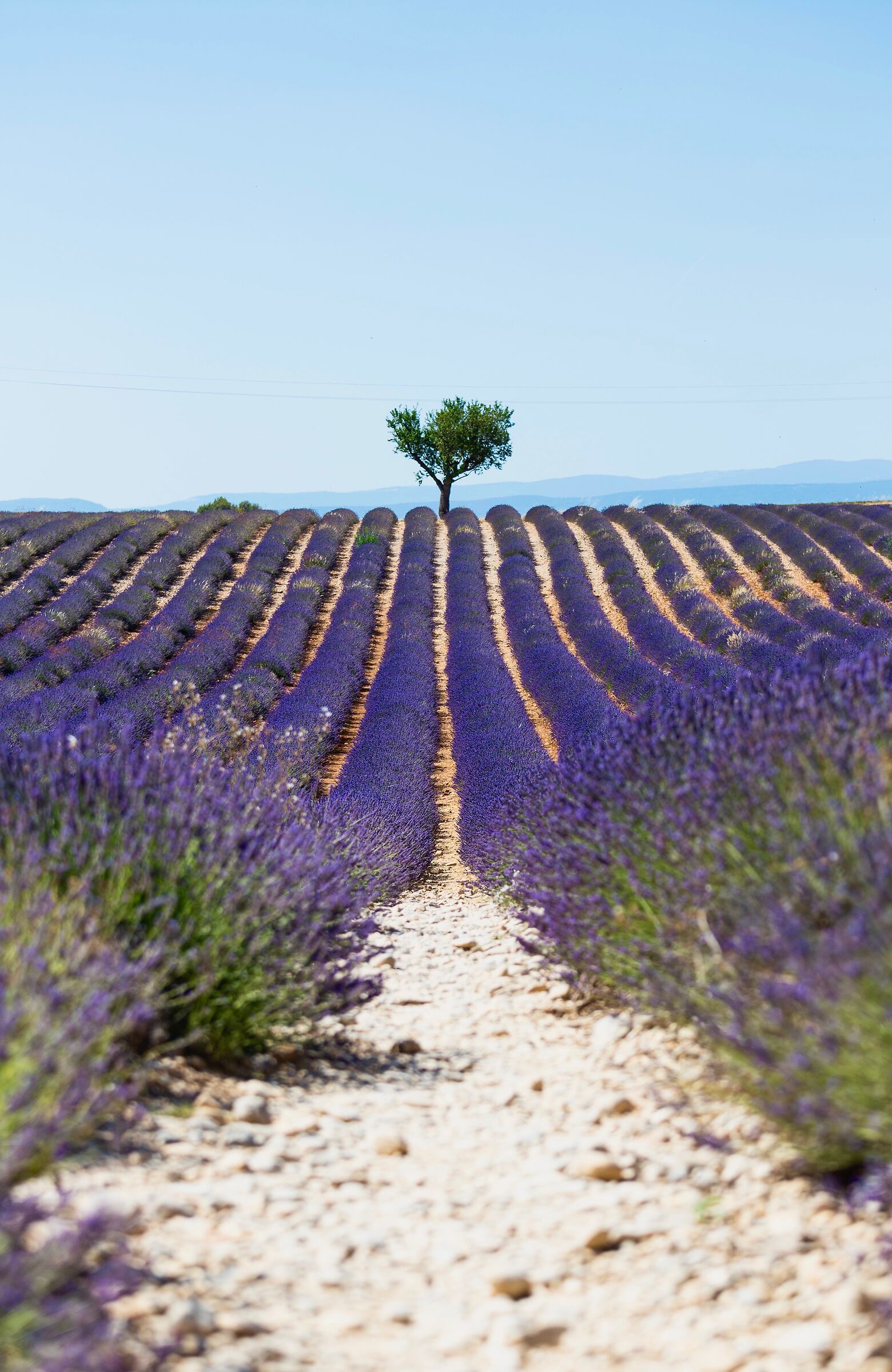 Valensole 1