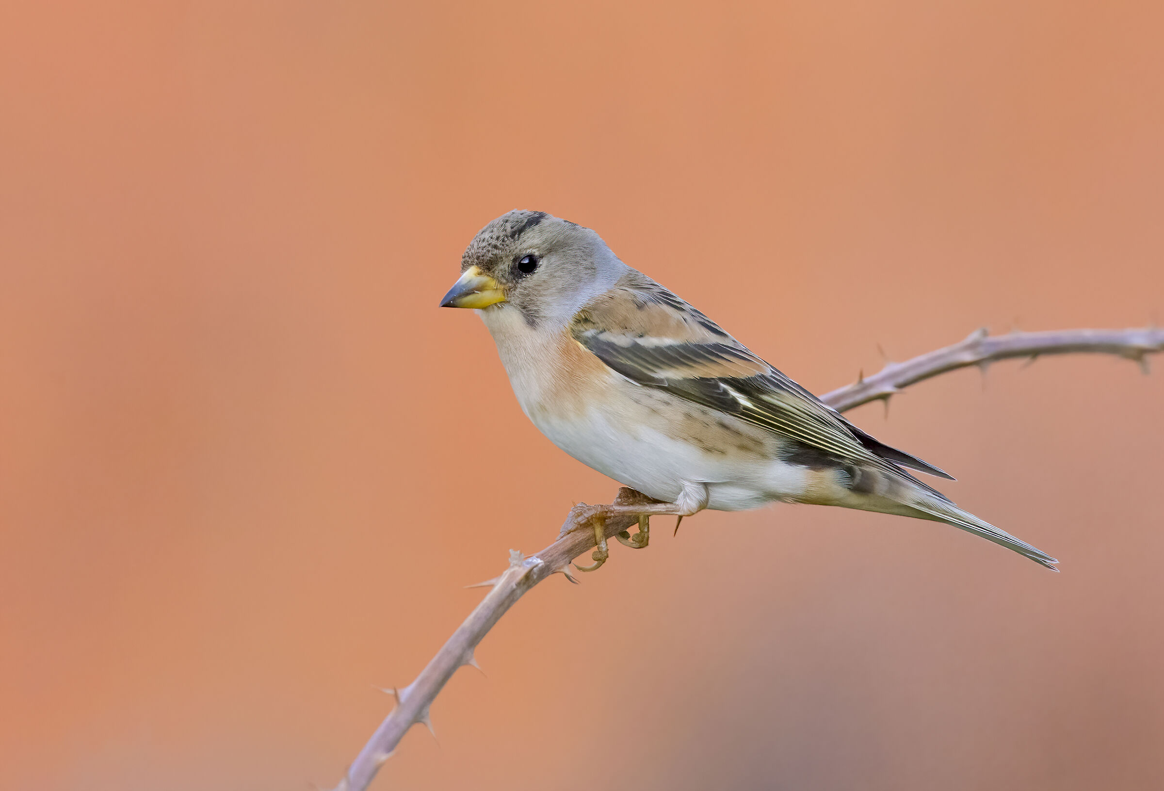 Brambling