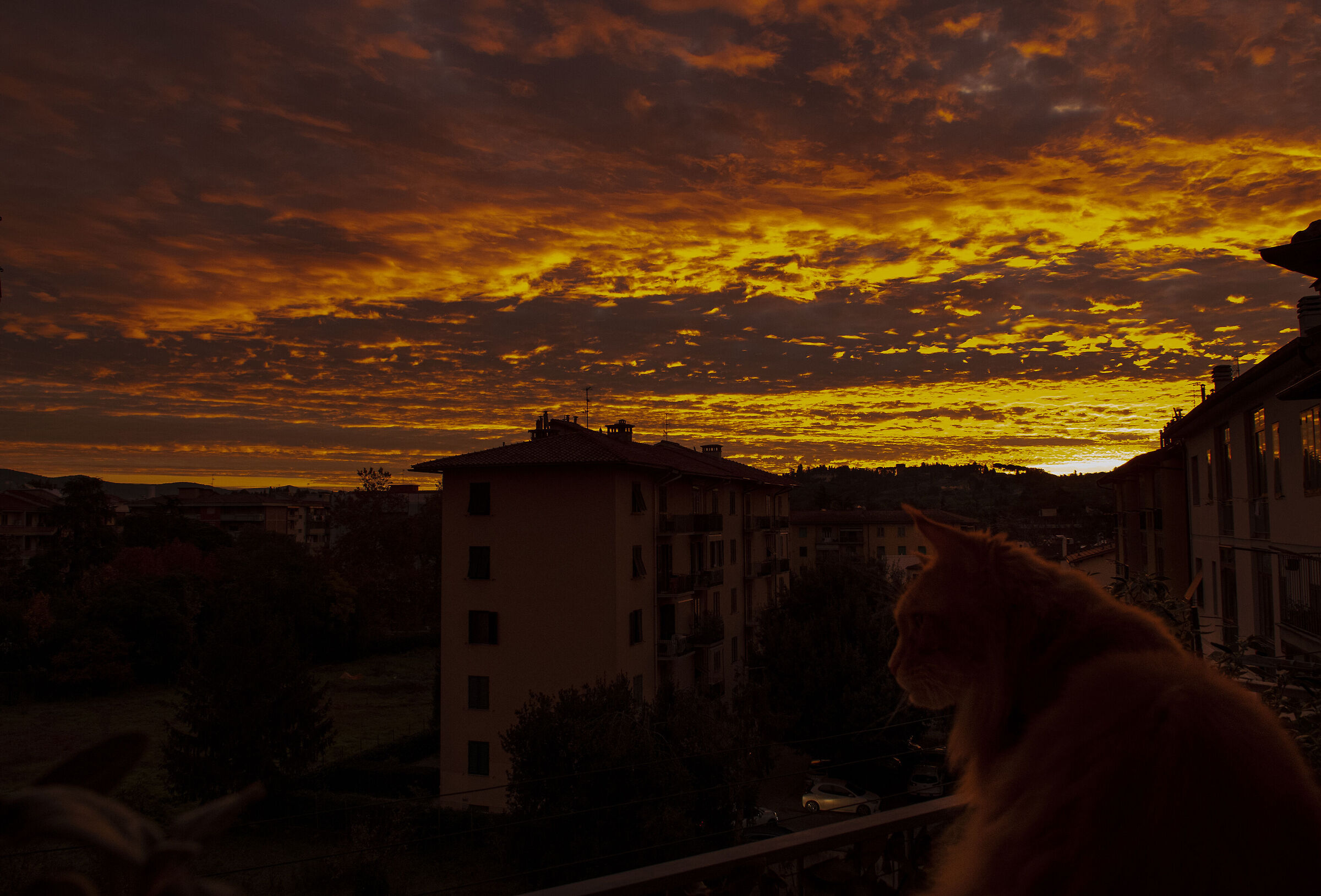 cat at dawn