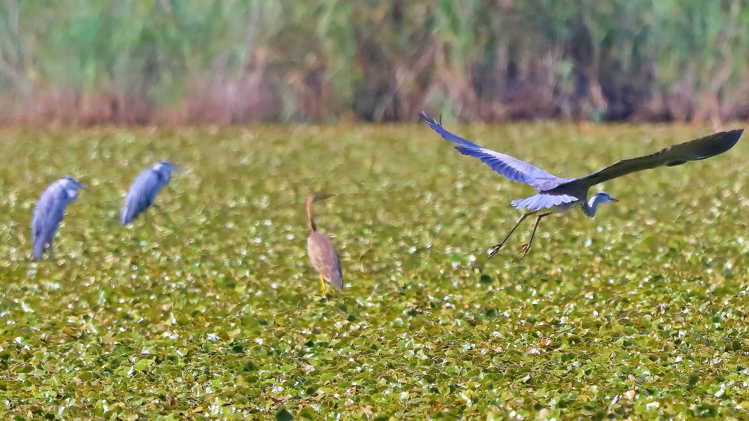 Aironi C&R 02-09-2022