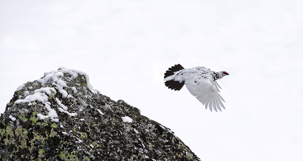 ptarmigan