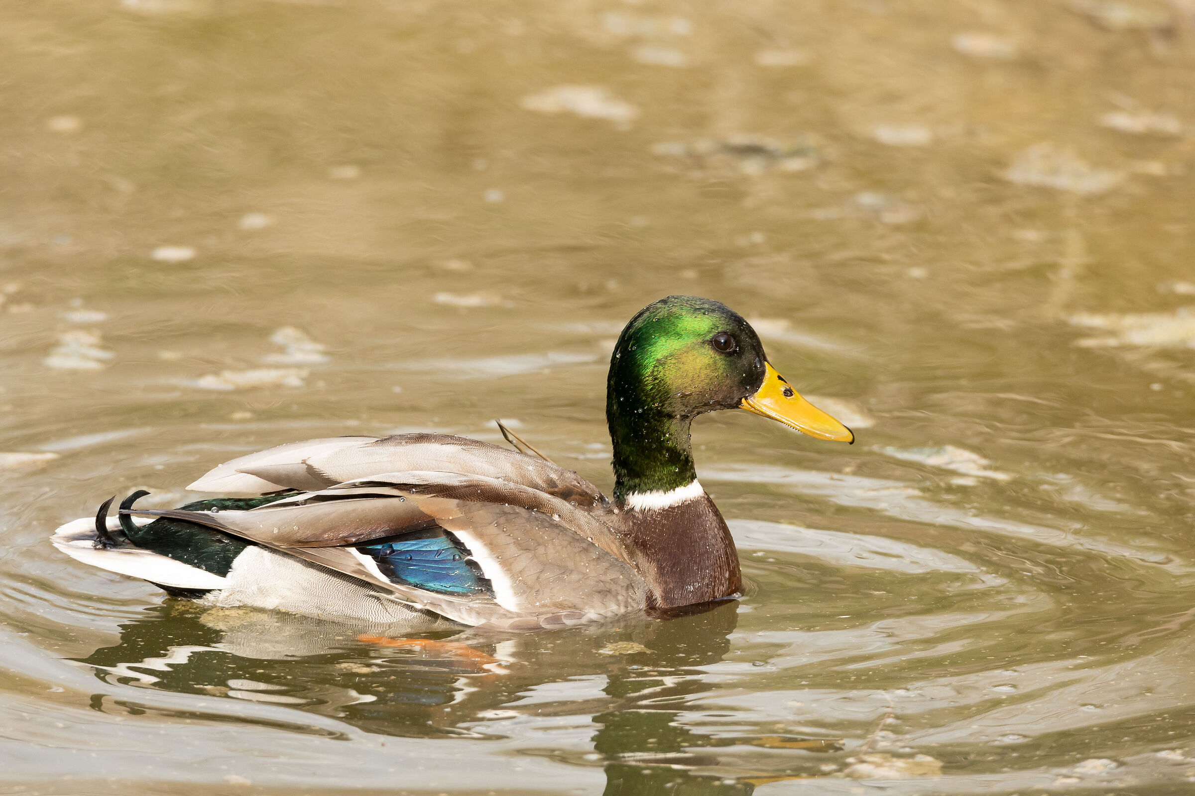 Mallard