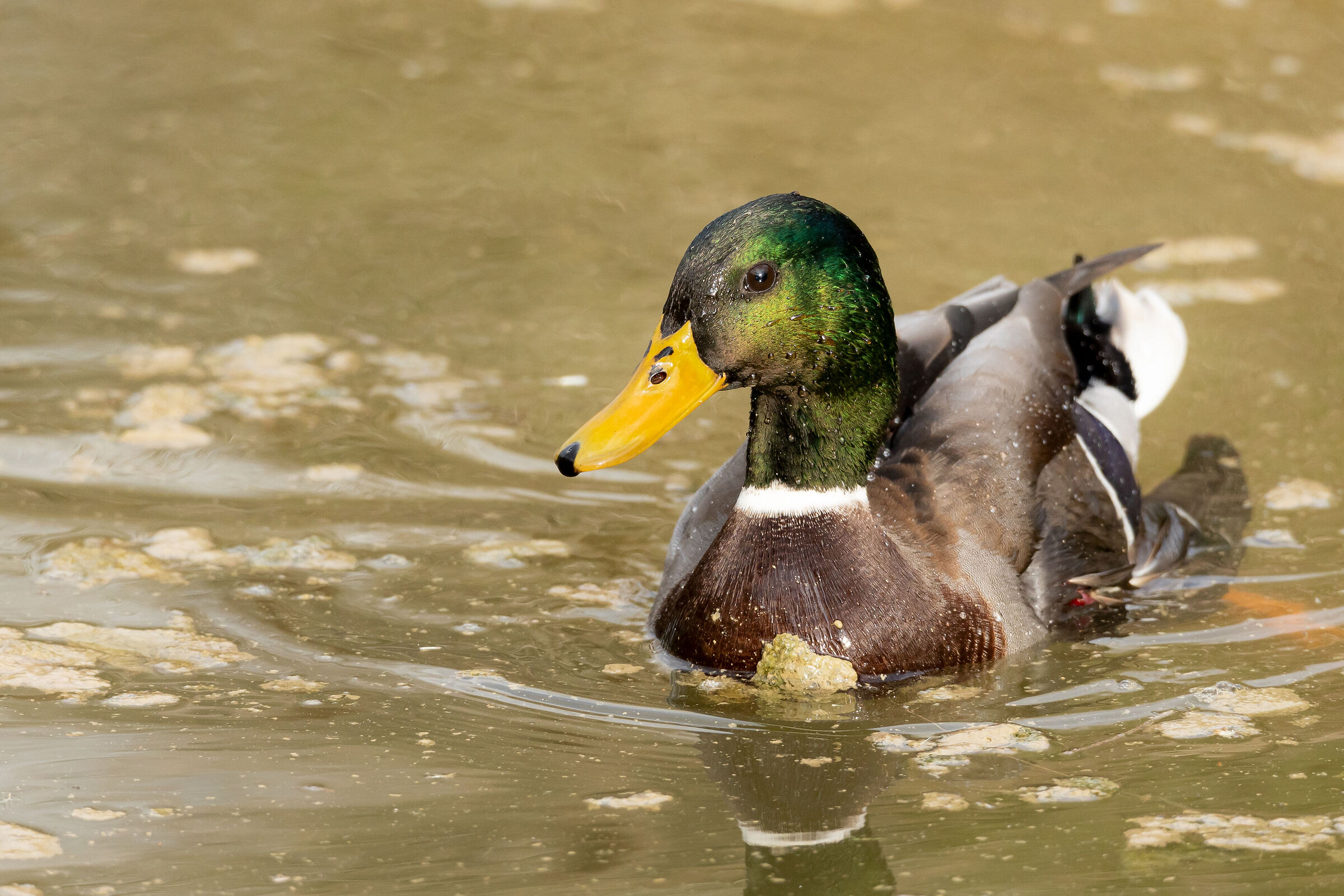 Mallard