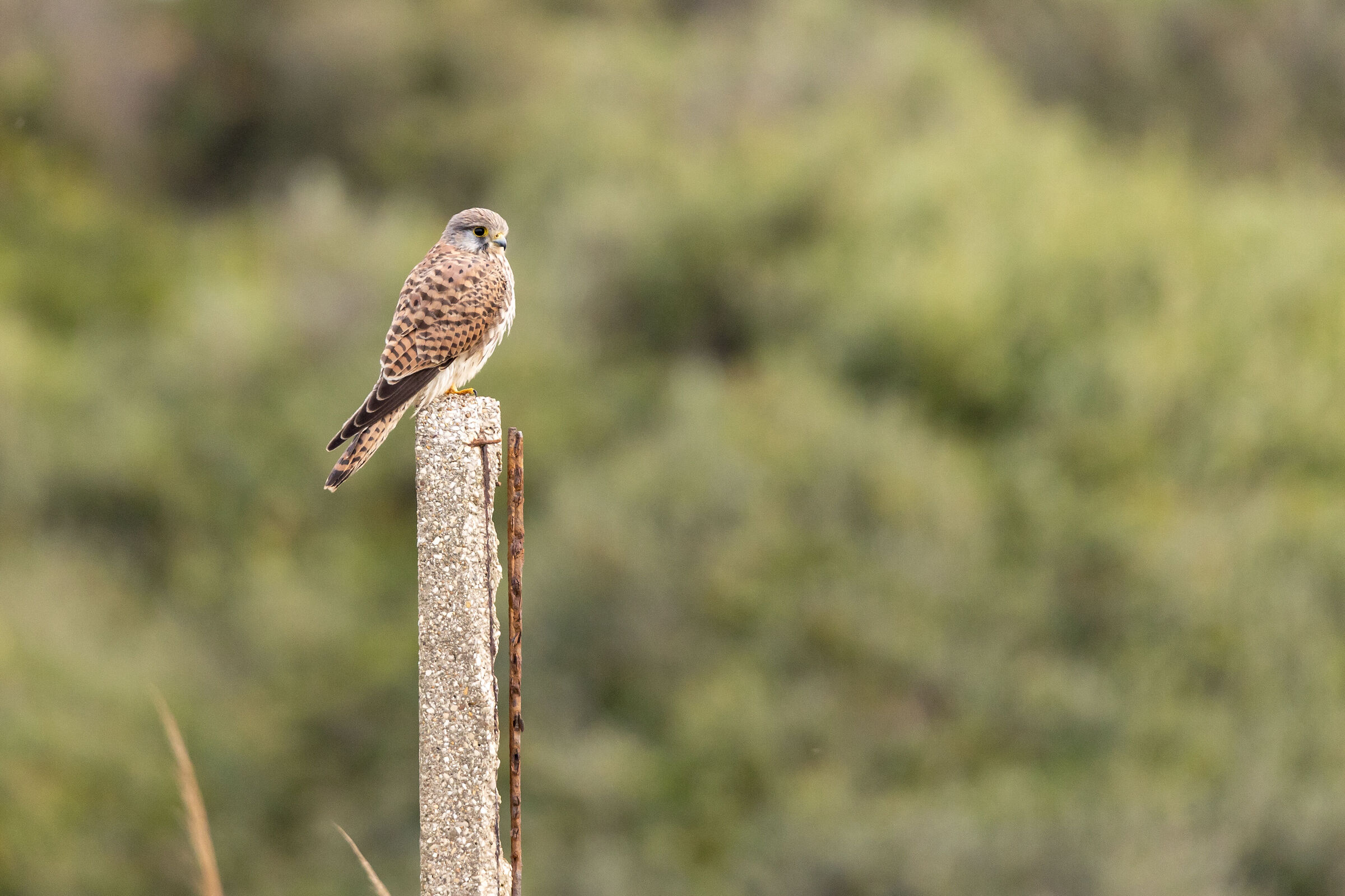Kestrel