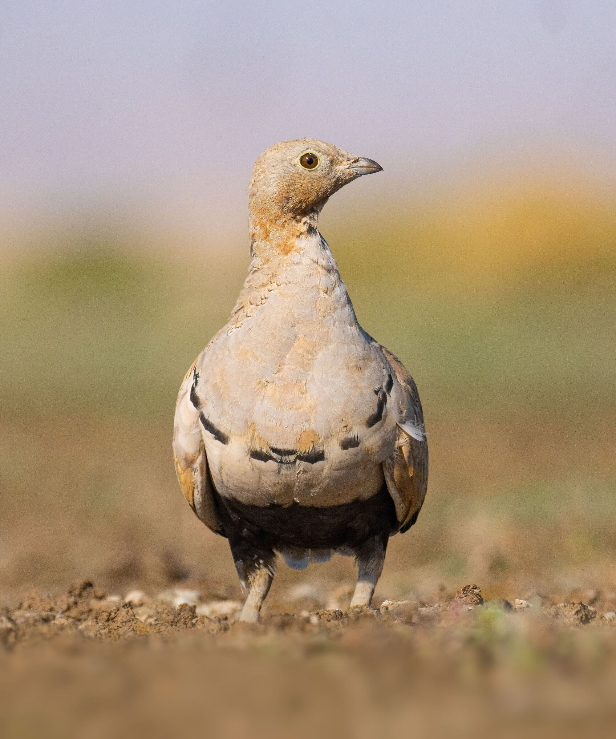 Pterocles orientalis