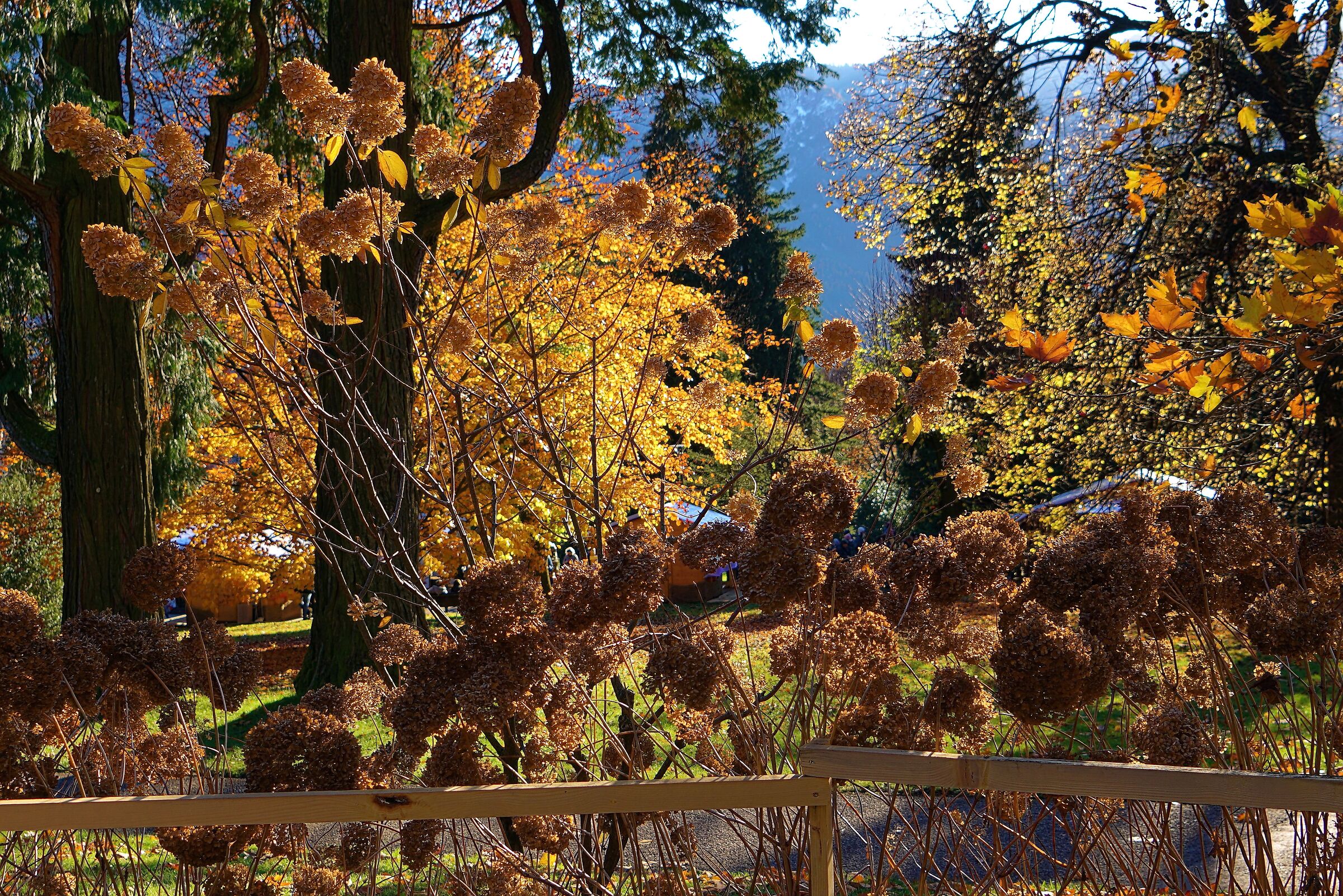 Autumn Colors