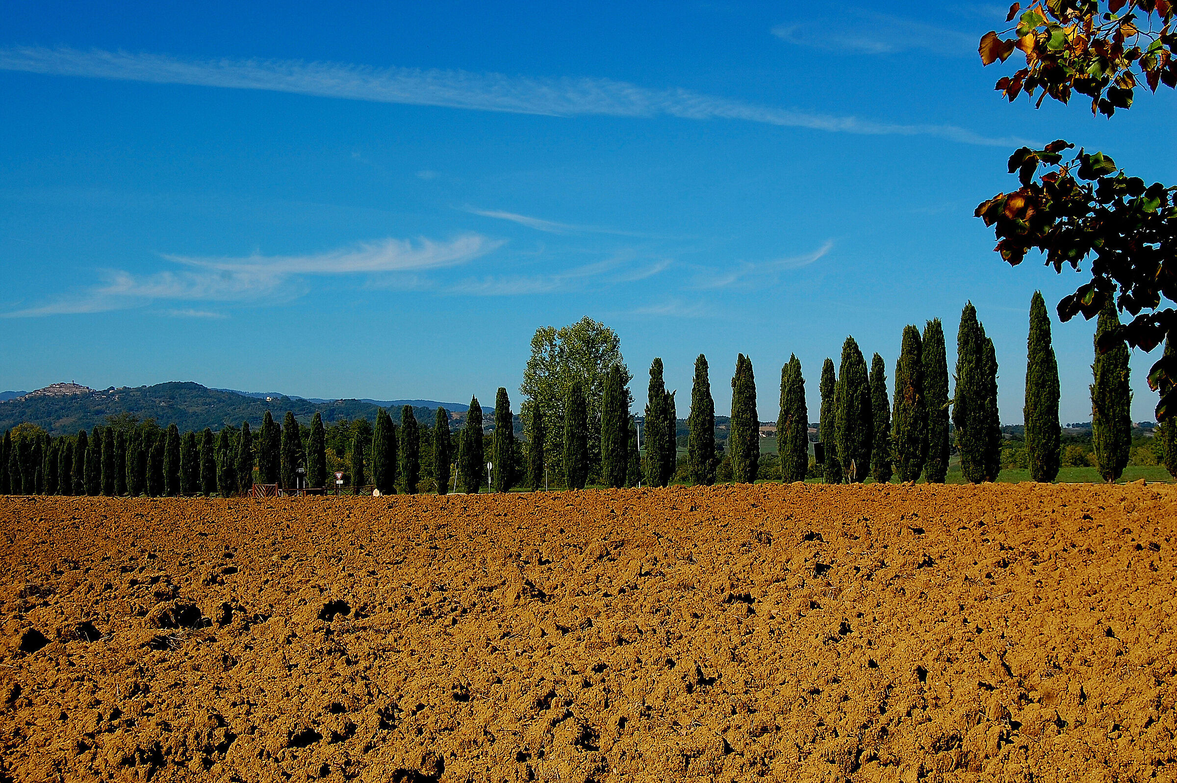 Sienese countryside