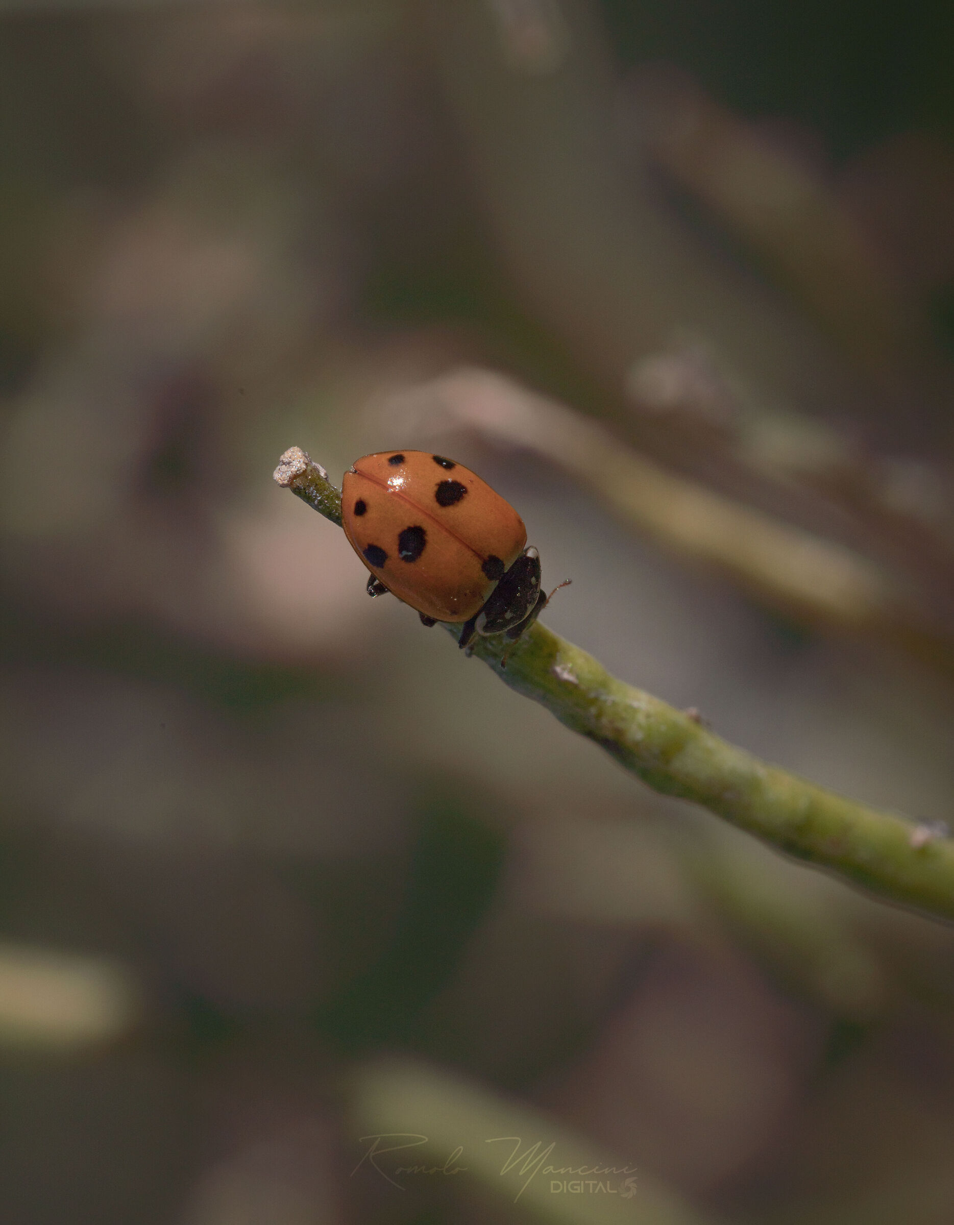 Ladybug_2