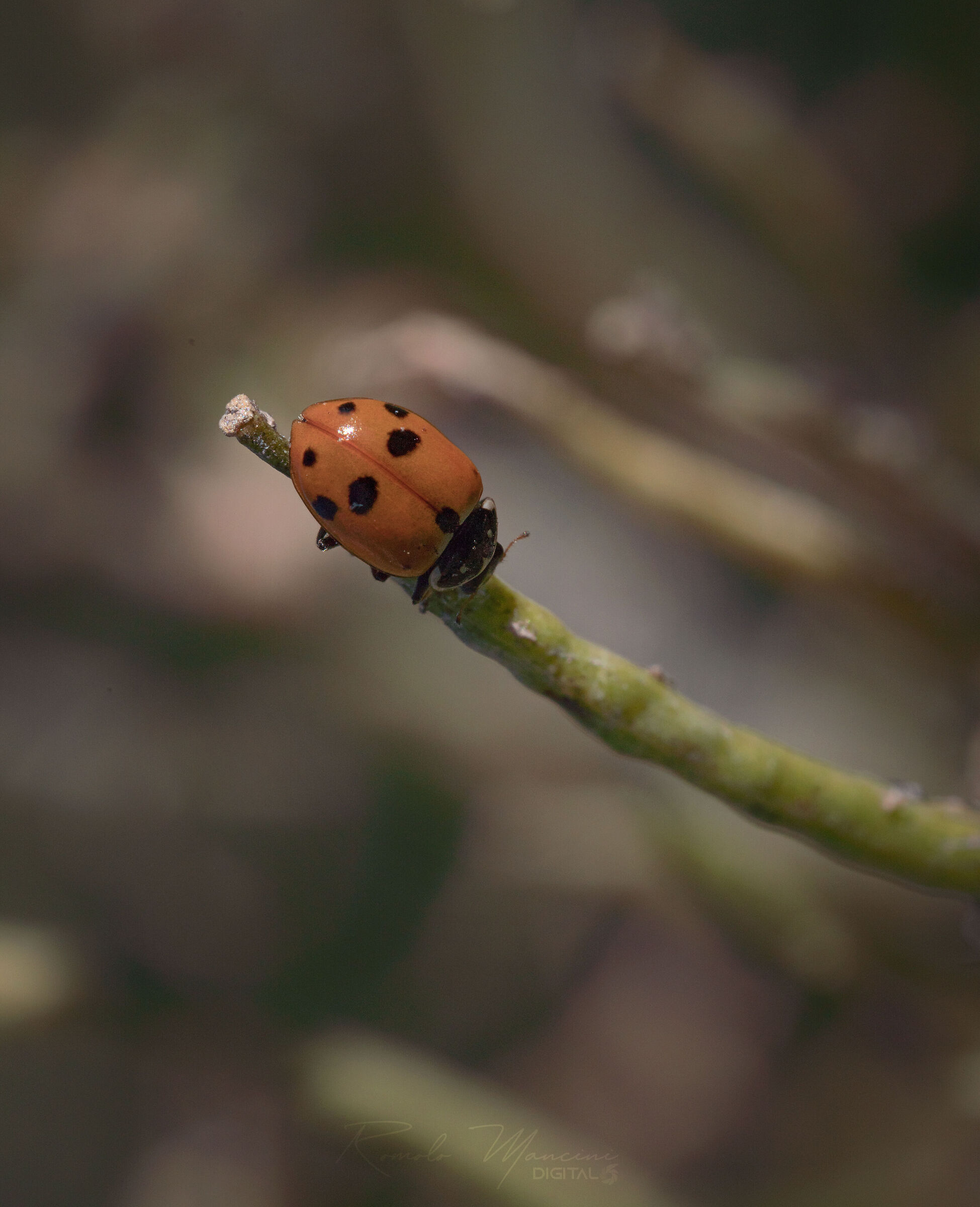 Ladybug_3