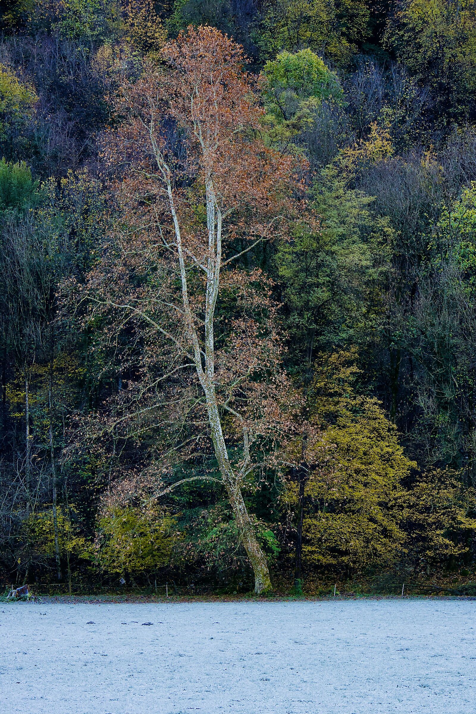 Foliage