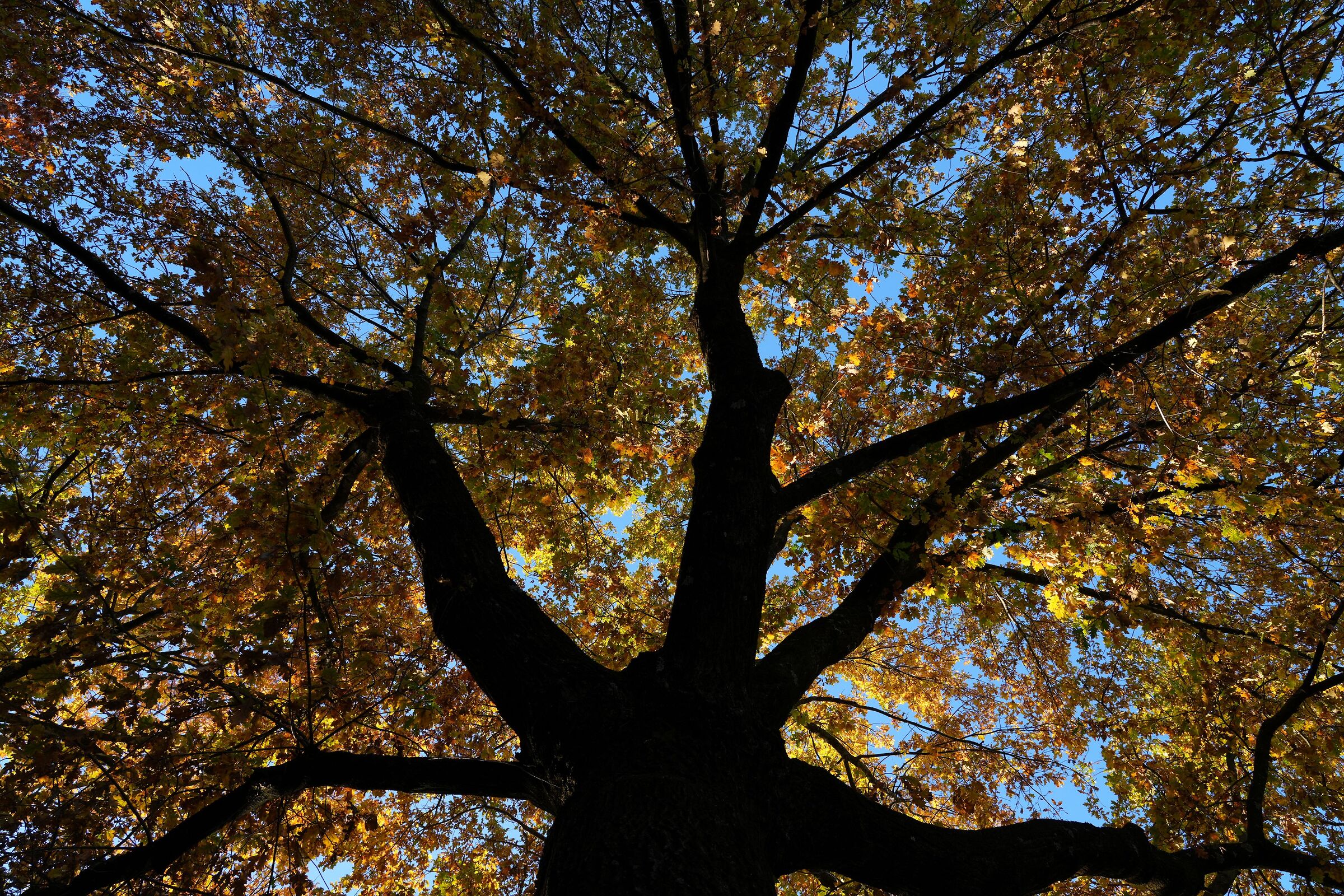 Autumn