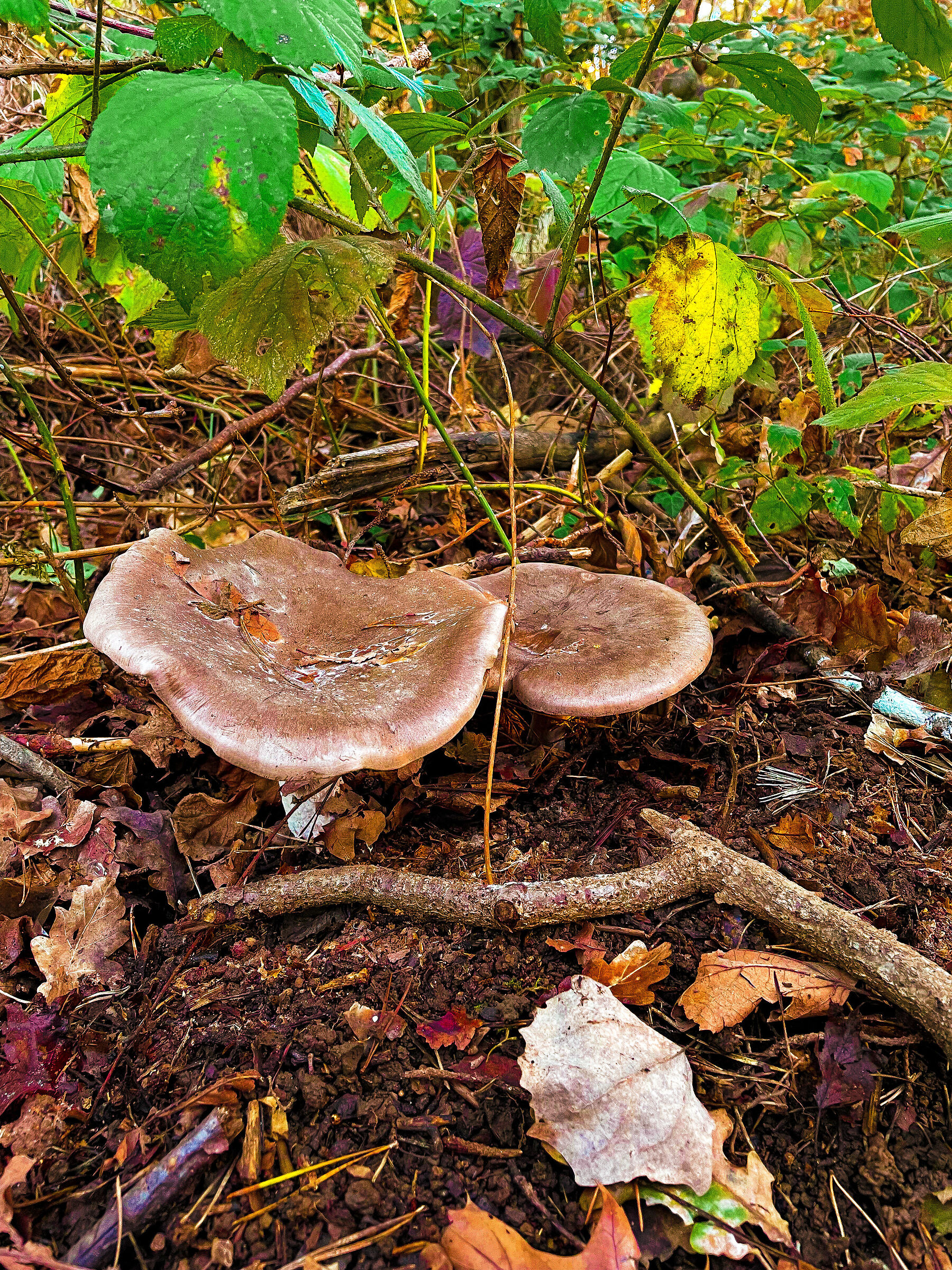 Due grandi ombrelli!