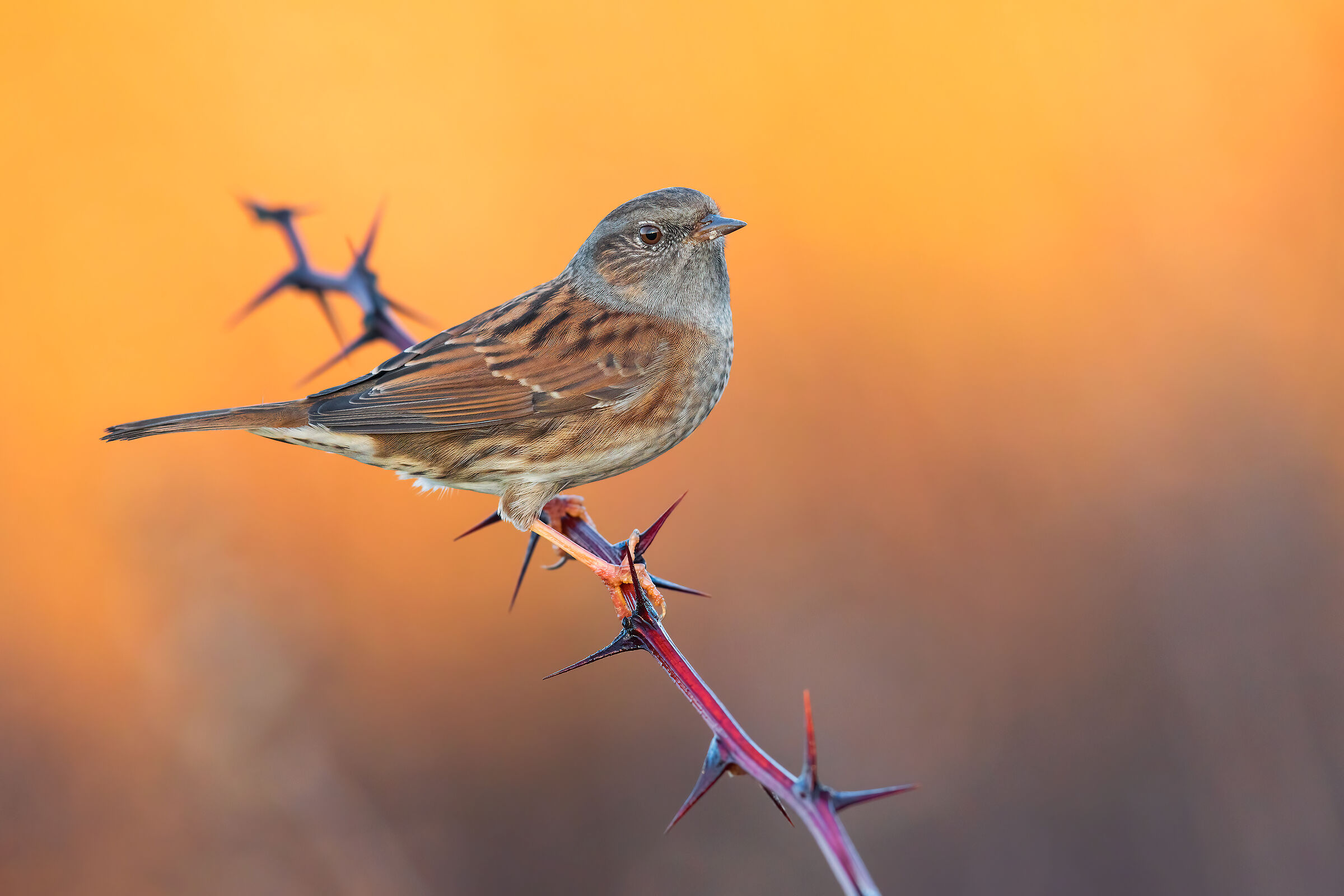 Dunnock