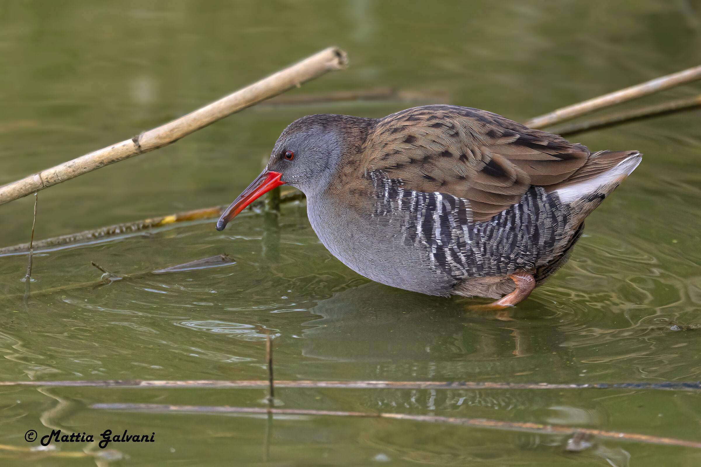 Water rail