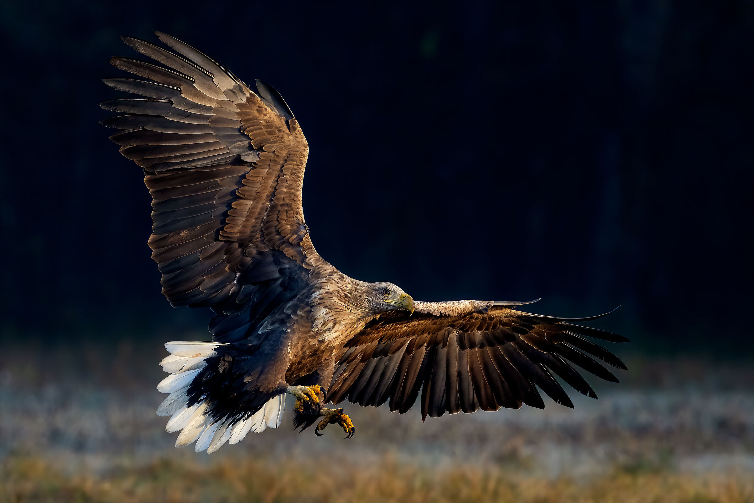 Aquila di mare nella prima luce