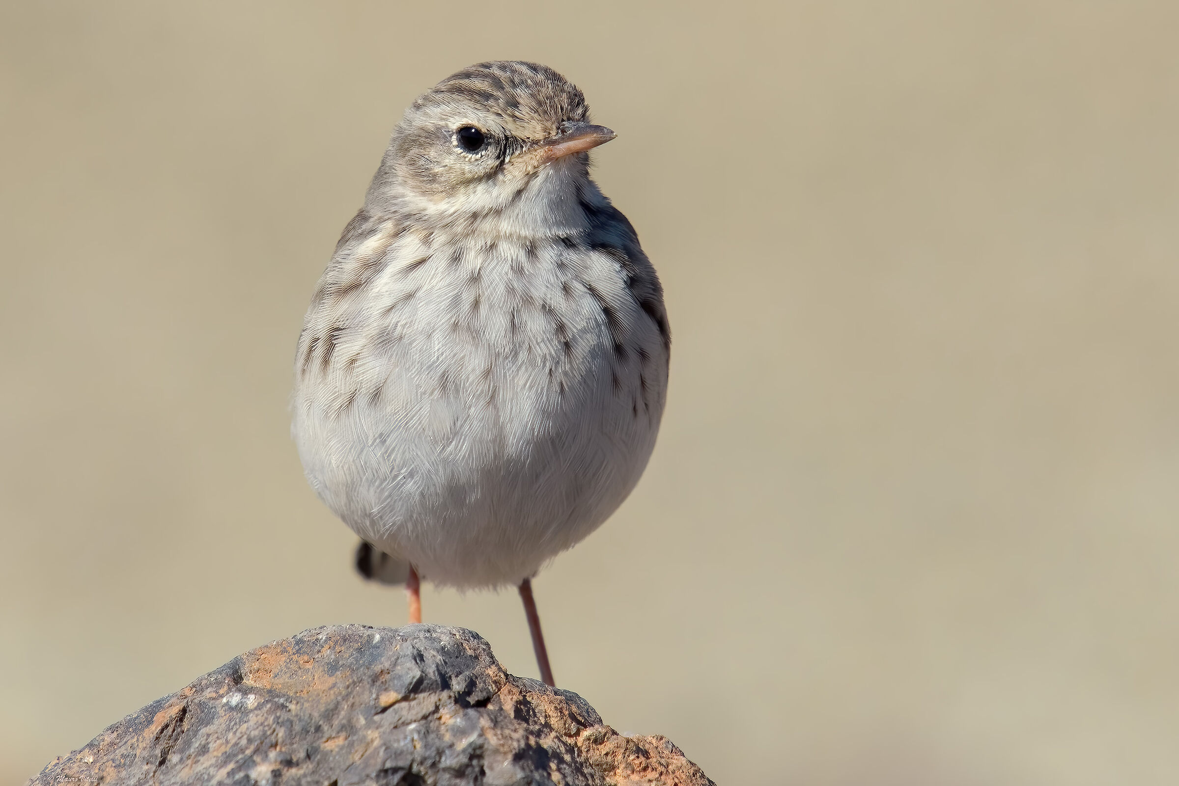 Pispola by Berthelot