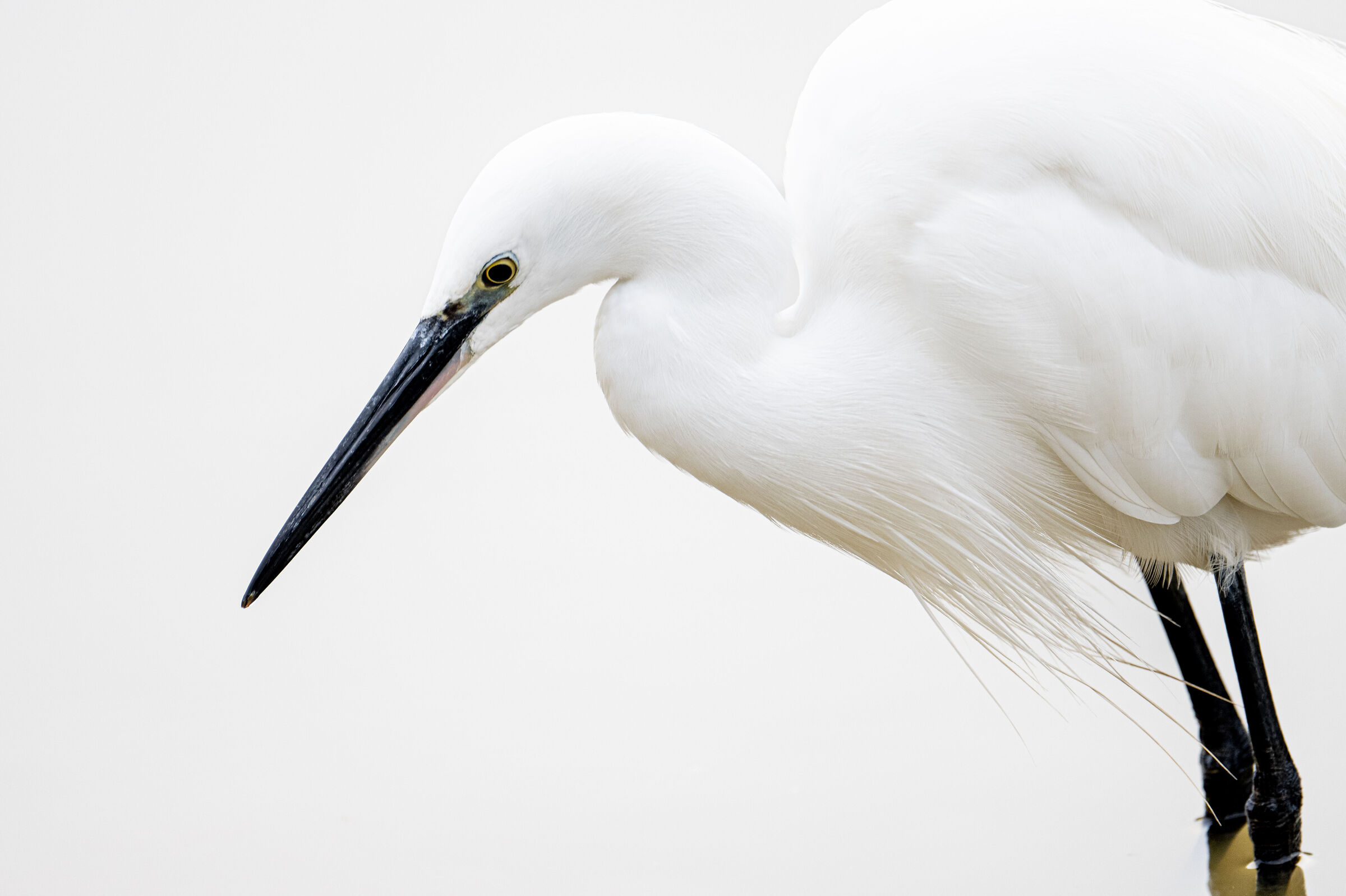 Egret