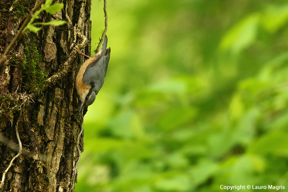 Nuthatch