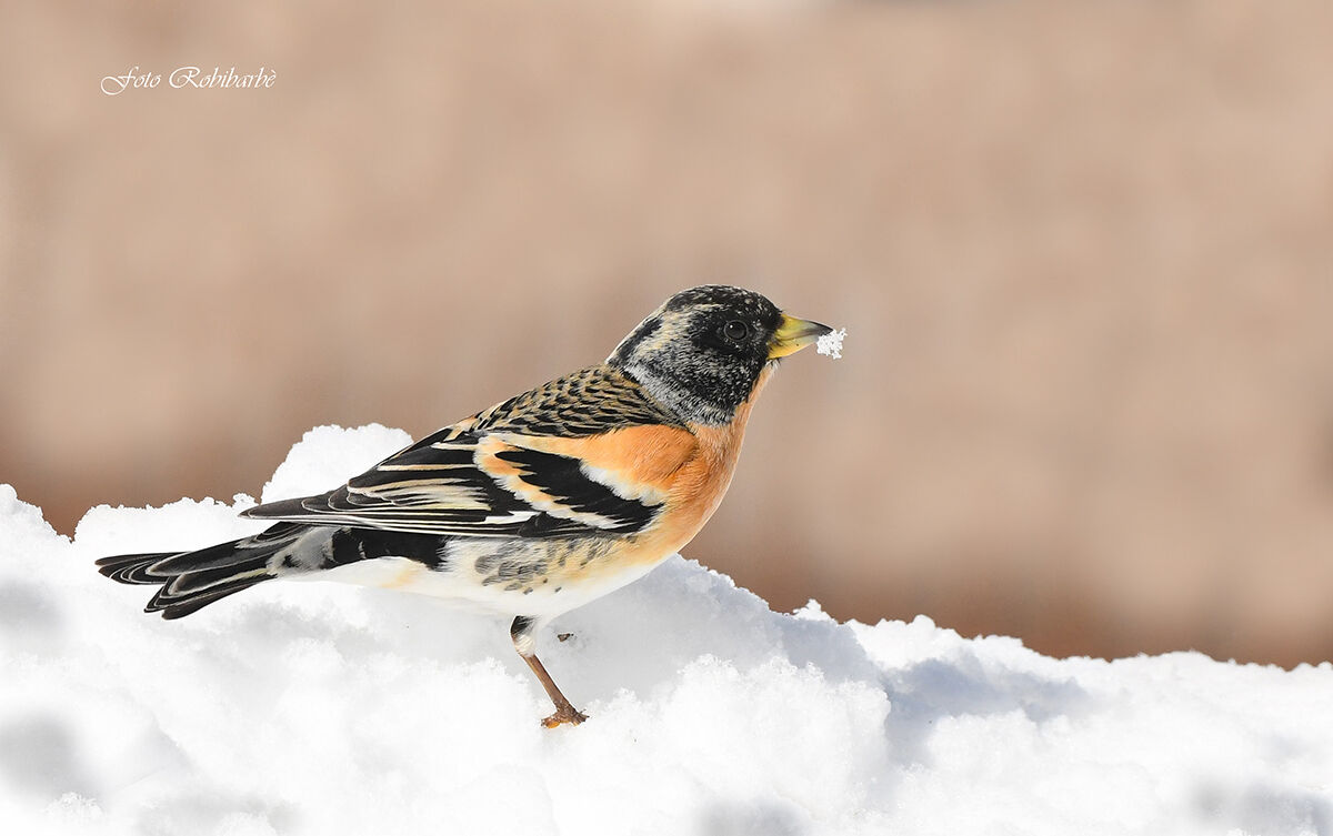 La Peppola col fiocco...