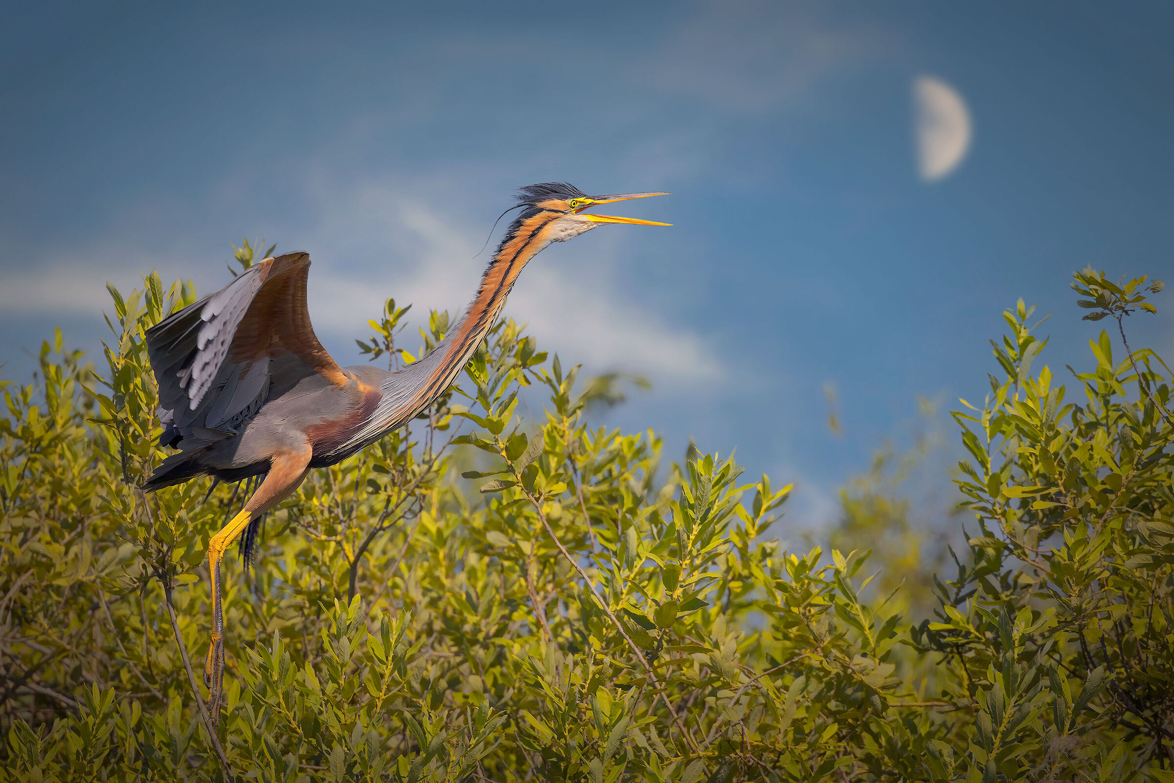 Airone rosso e la luna