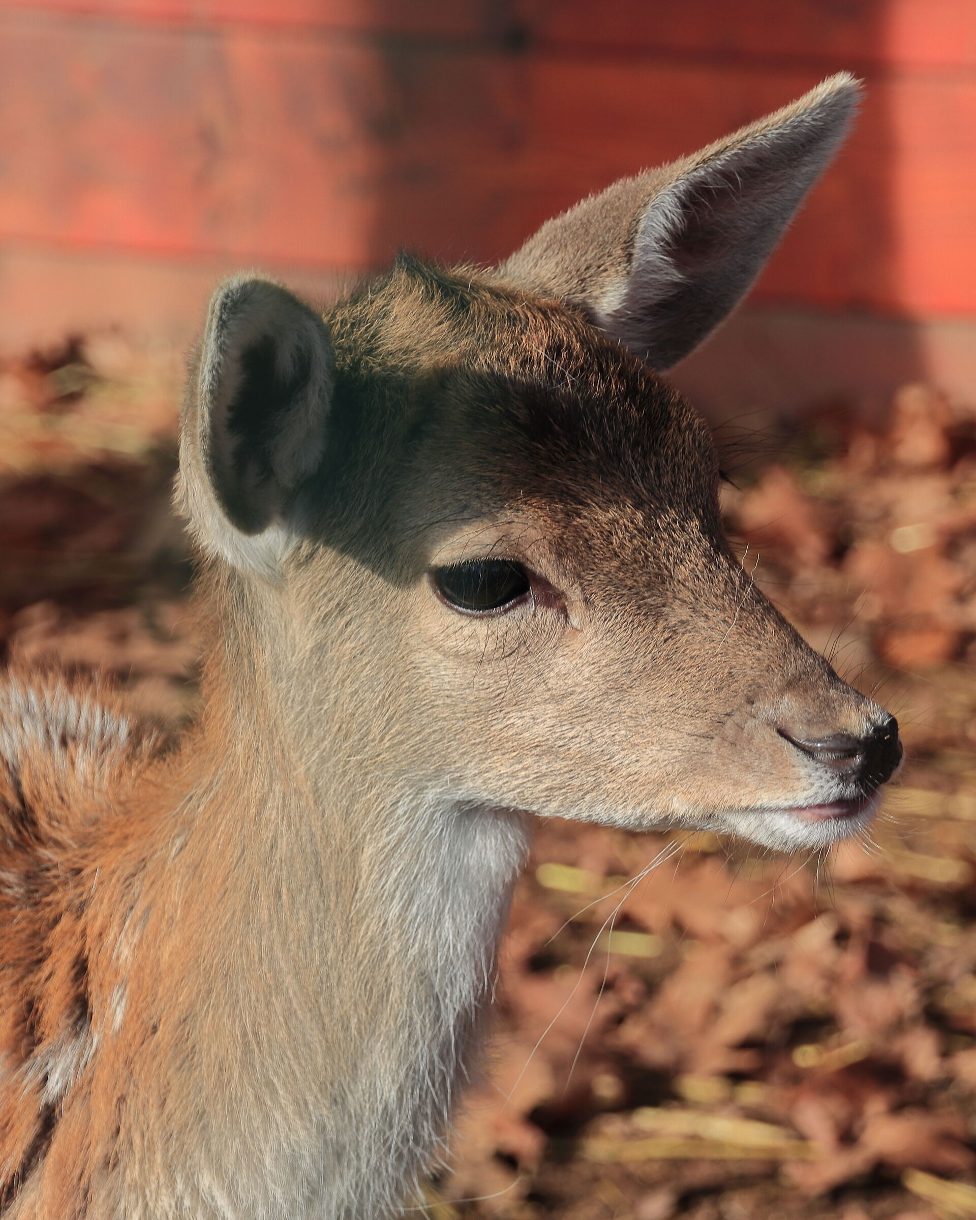 Bambi