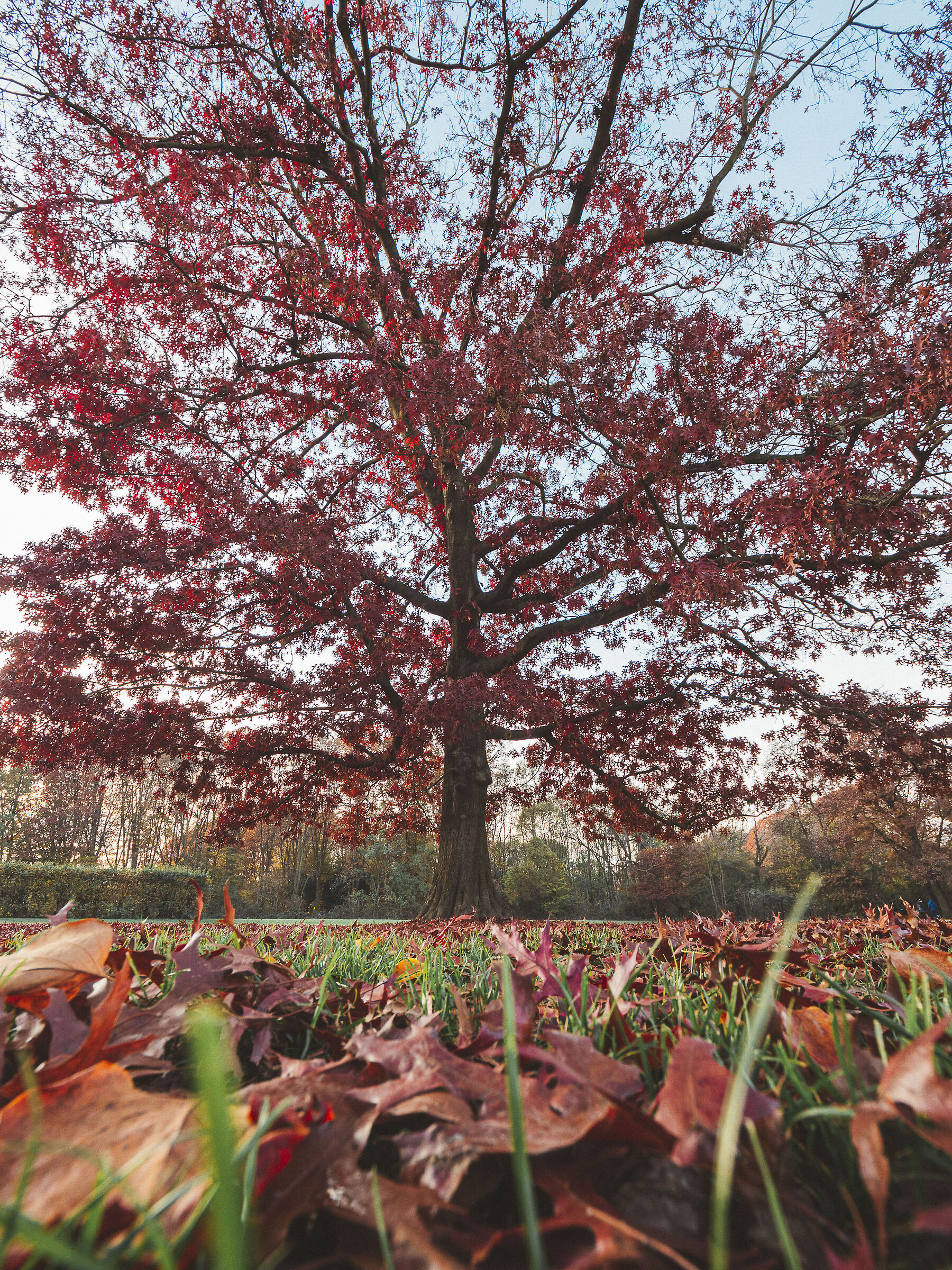 Late autumn in Milan