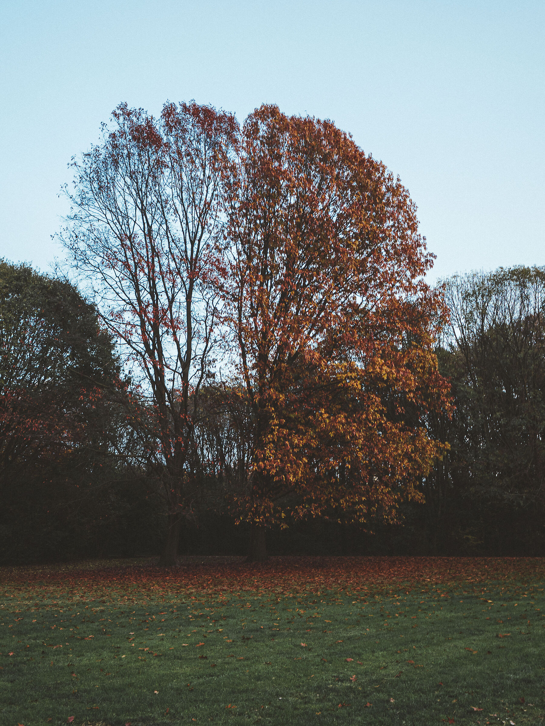 Mid-winter mid-autumn