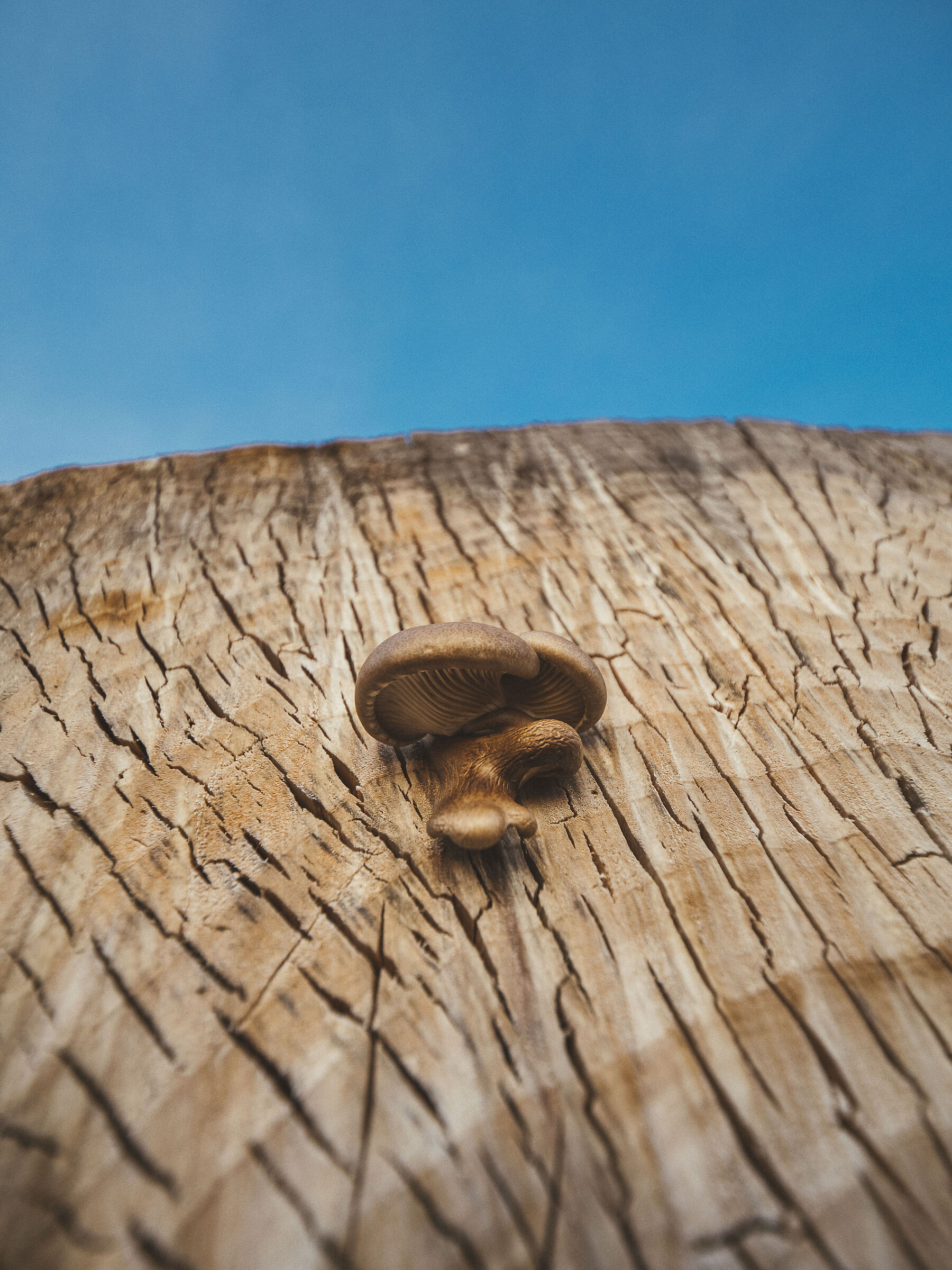 Mushroom that resists