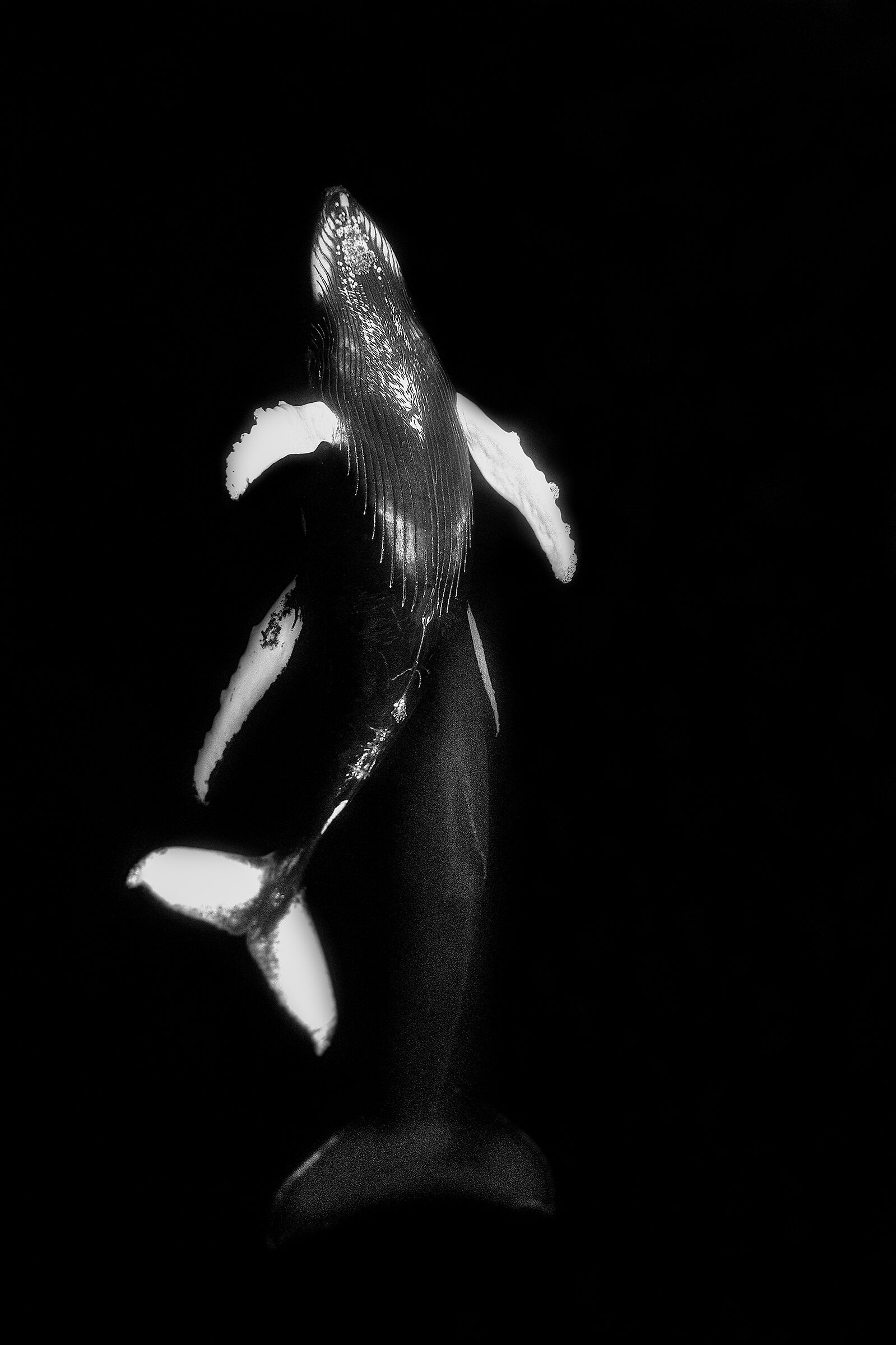 The dance of humpback whales