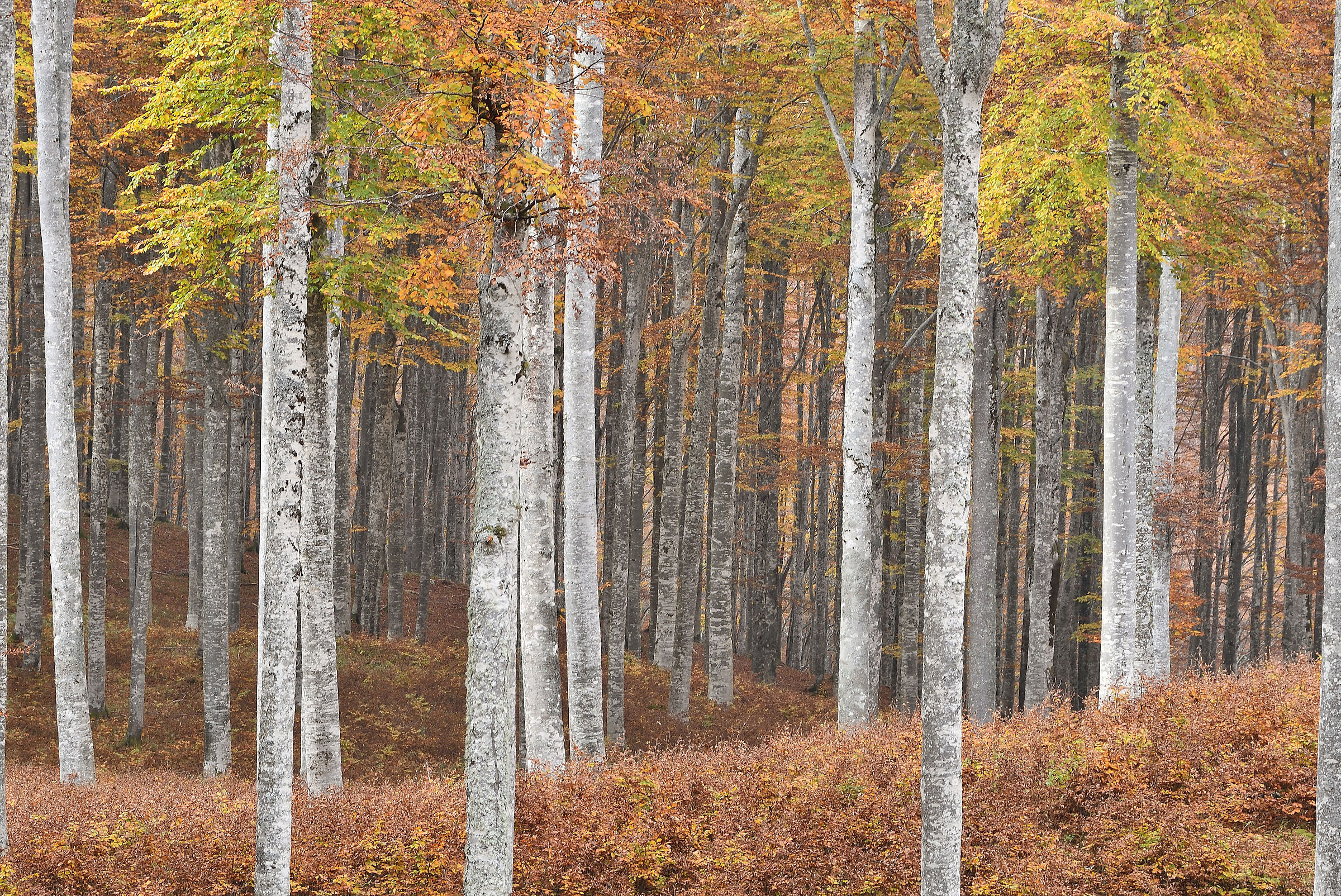 Beech trees