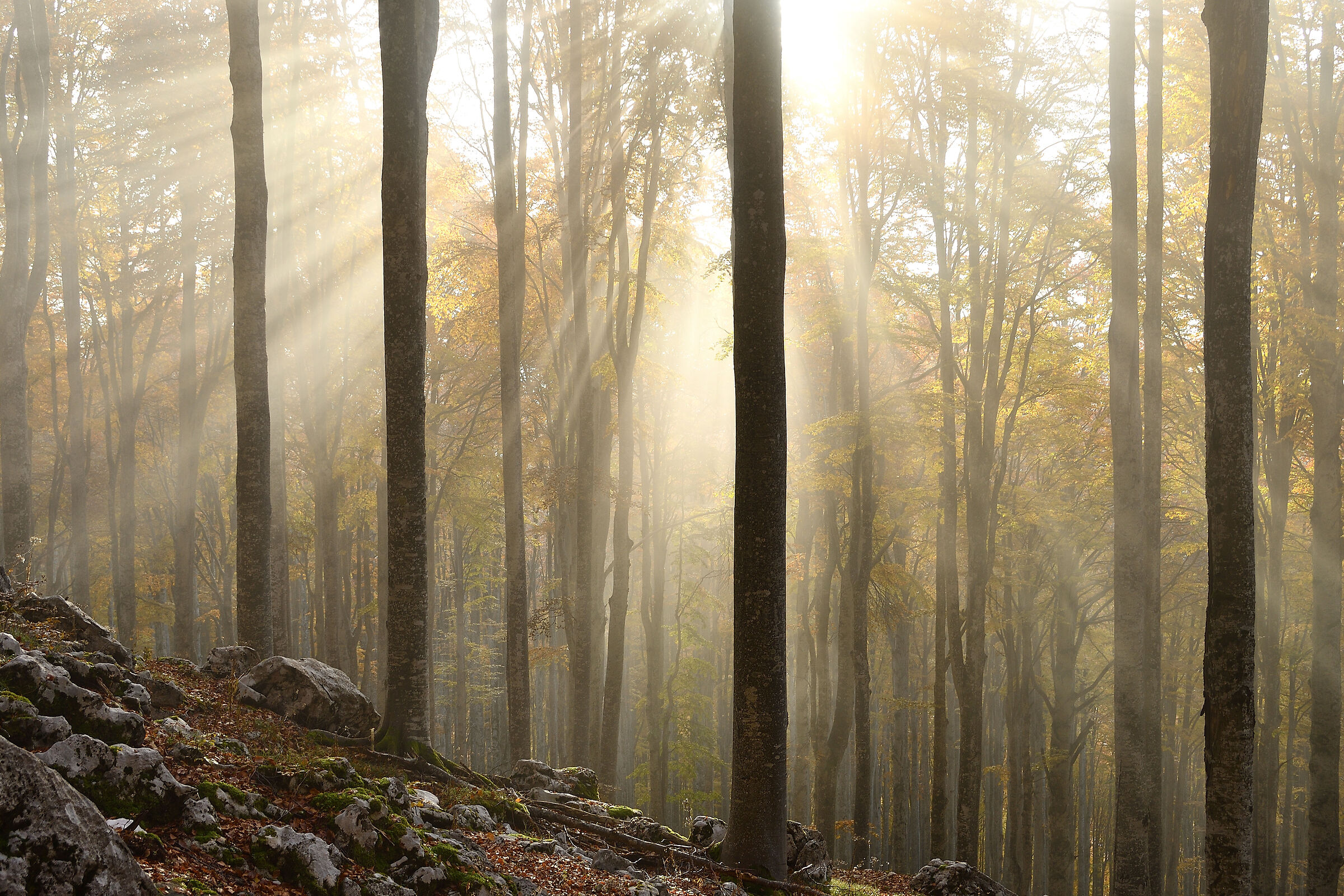 Morning light