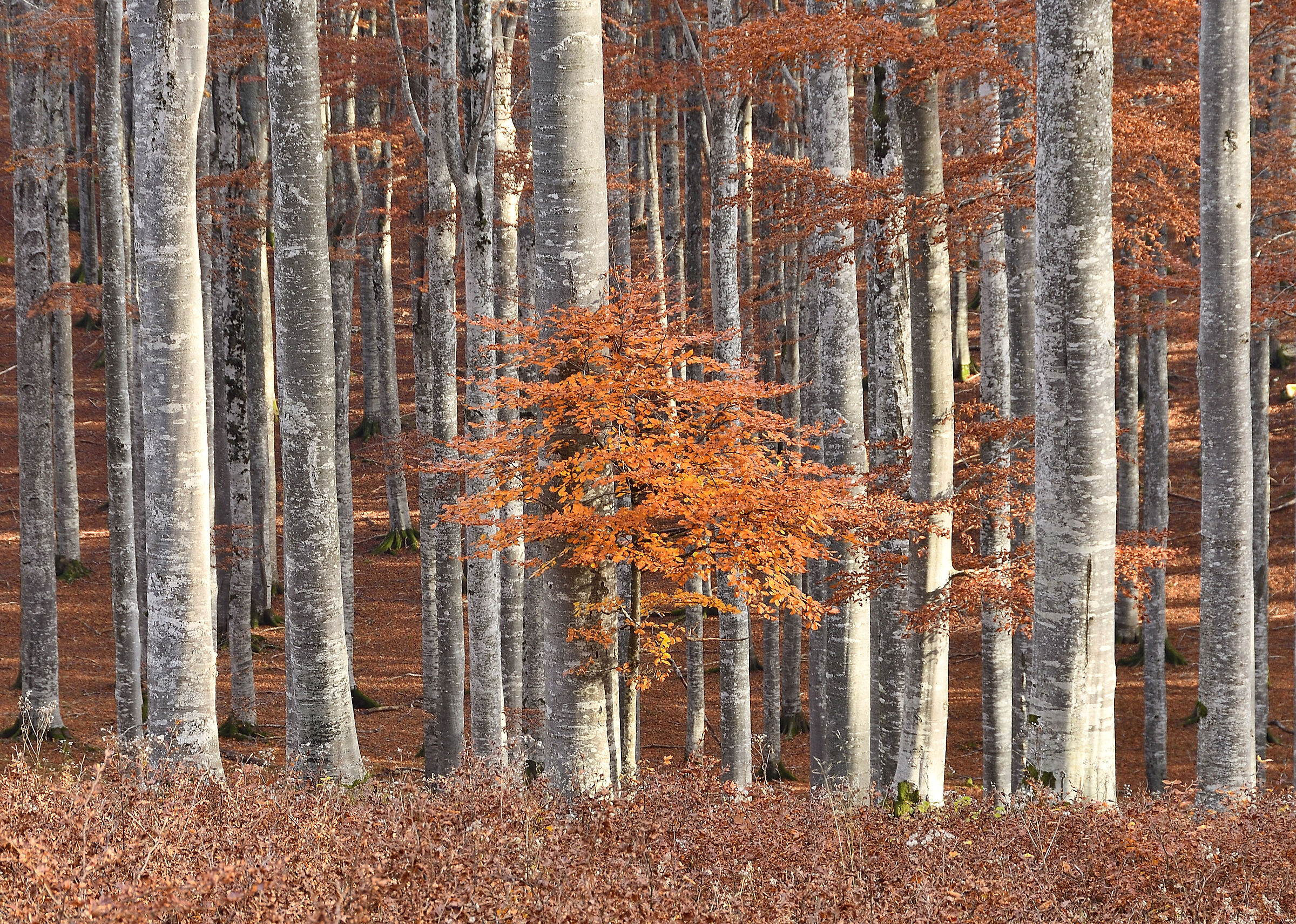 Leaves