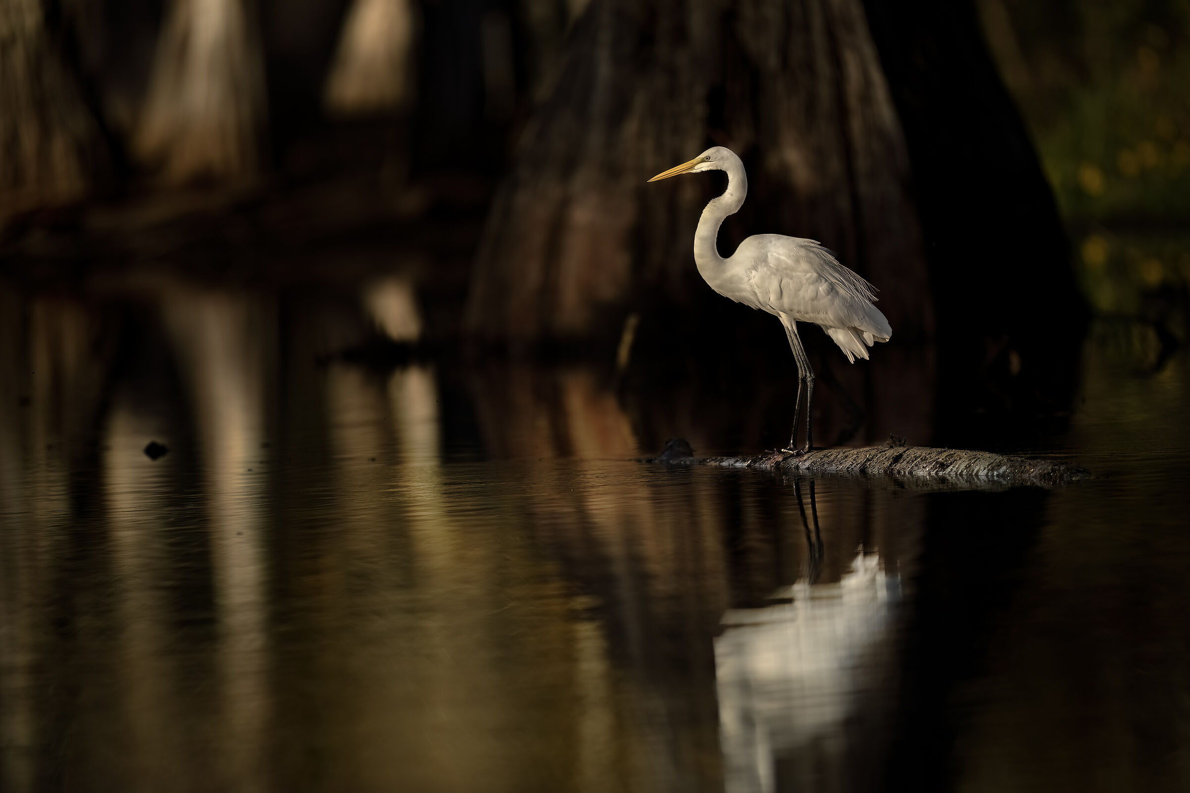 Great white heron