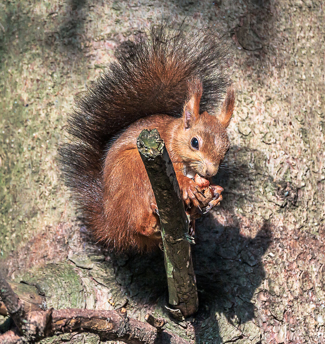 Red squirrel with hazelnut