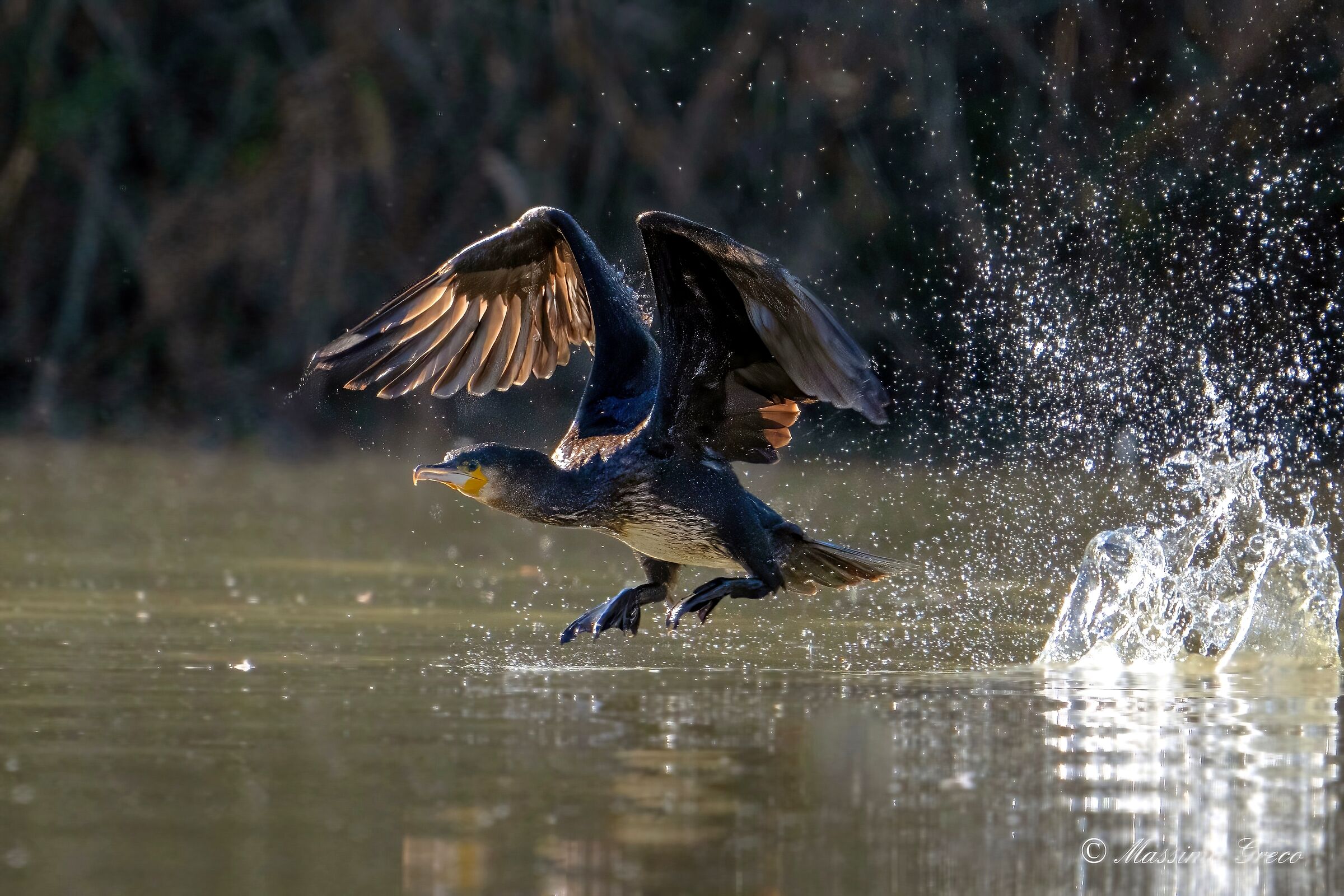 Cormorant taking off