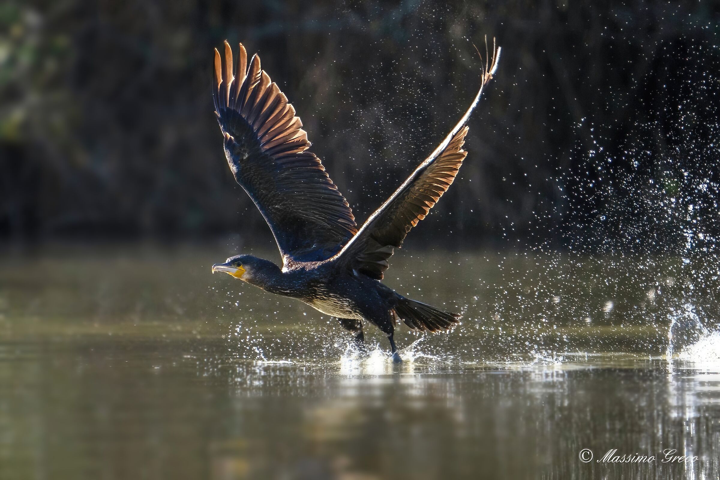 Cormorant taking off