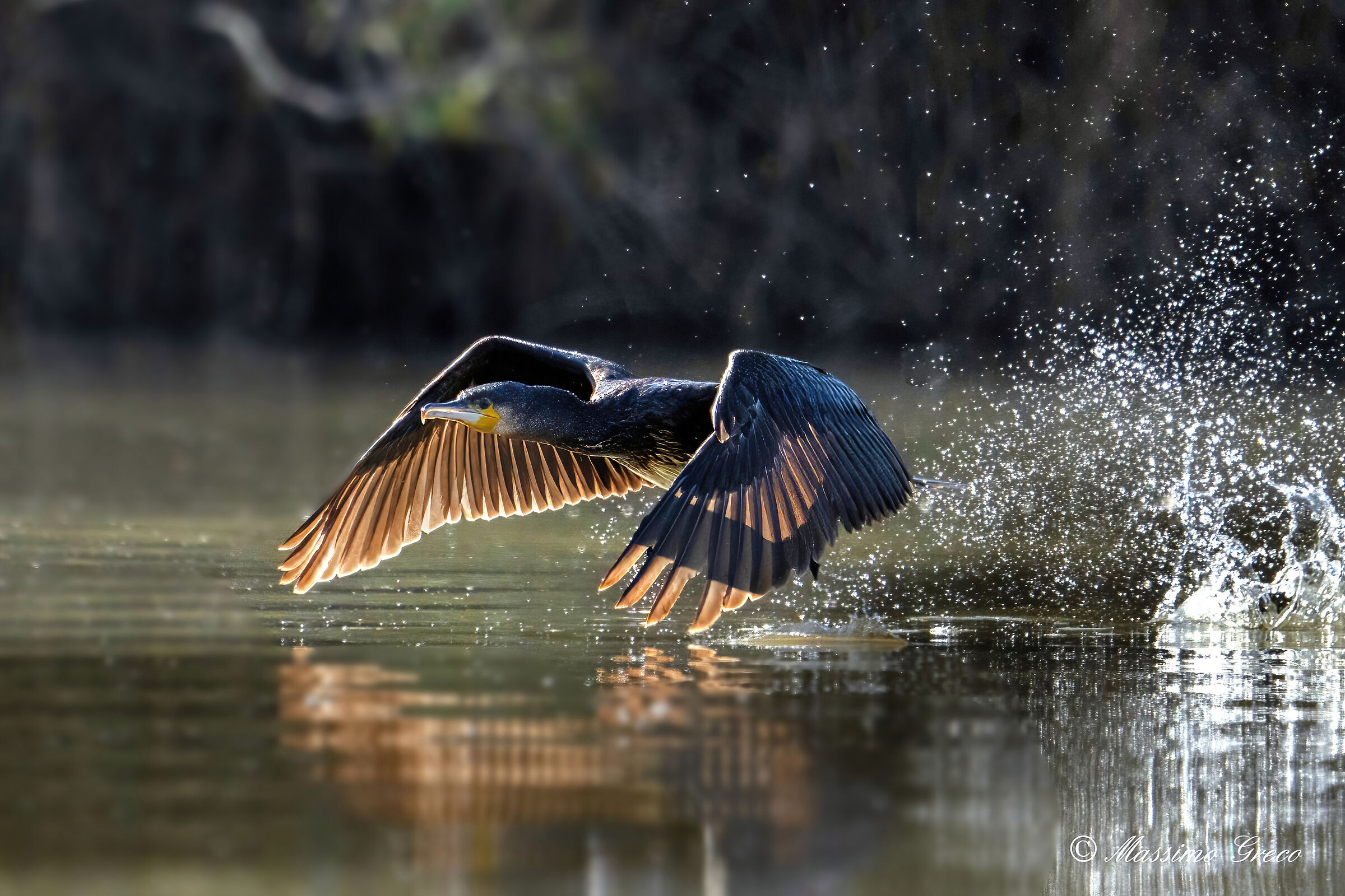 Cormorant taking off