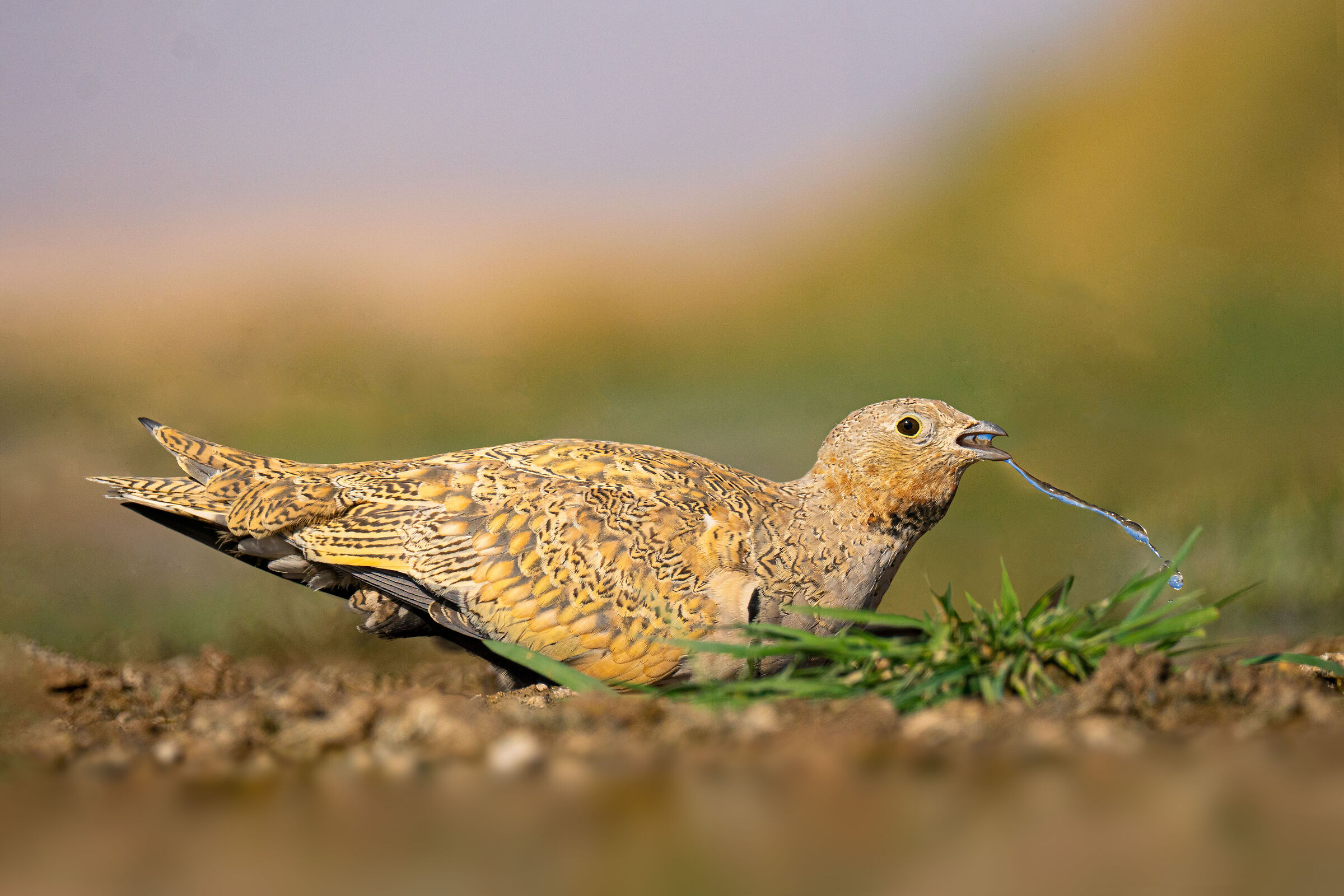 Pterocles orientalis