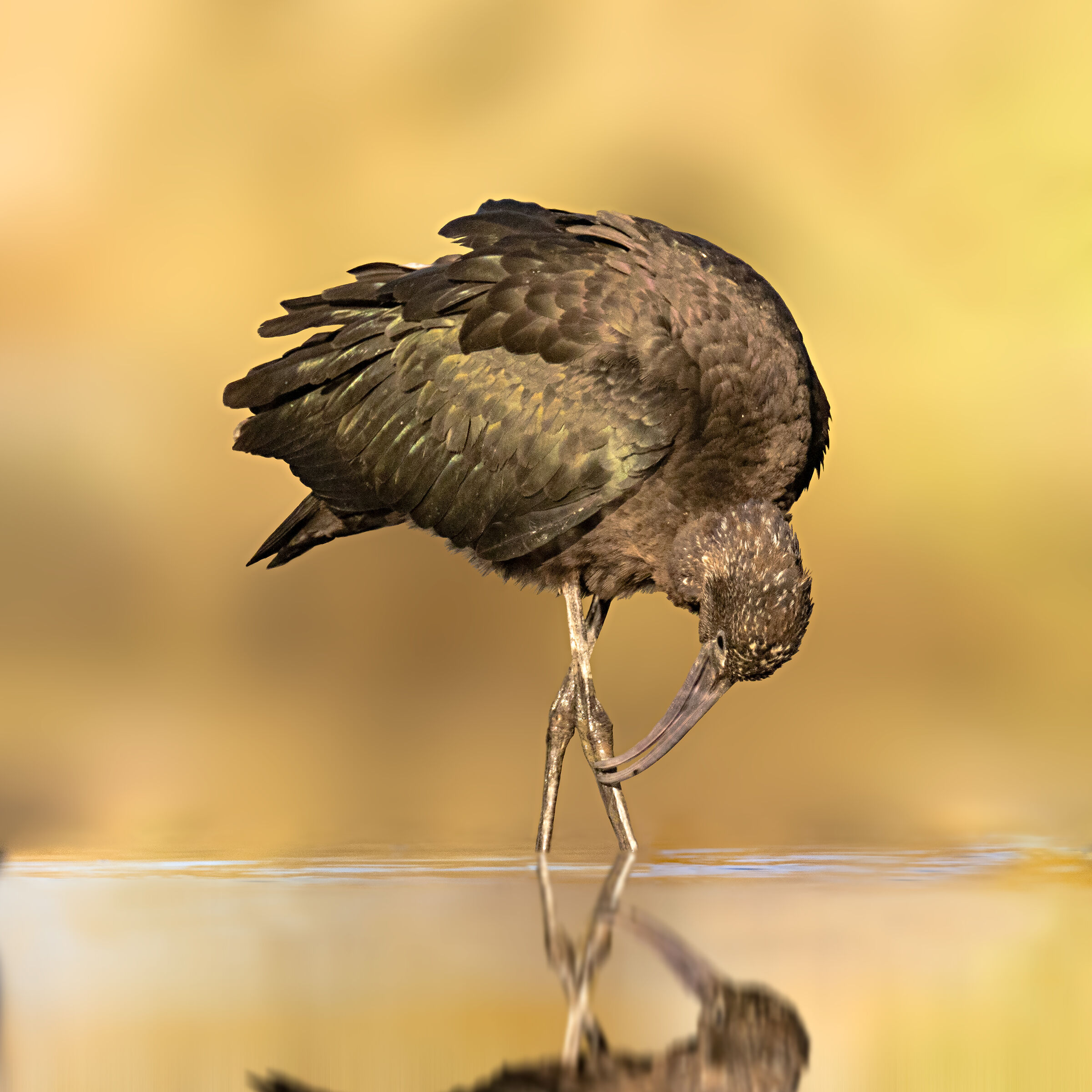 Plegadis falcinellus